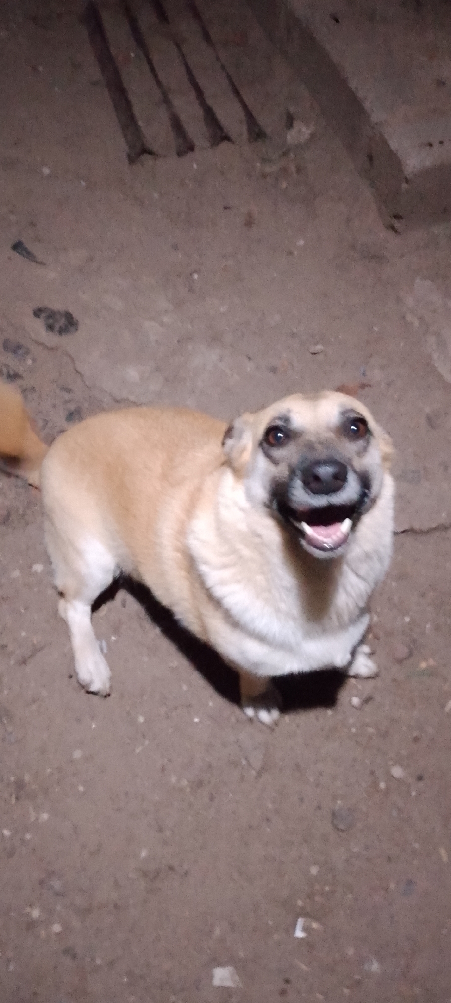 A light brown, medium-sized dog with dark eyes and a wide, open-mouthed smile is captured from a high-angle perspective. The dog is positioned in the center of the frame, standing on a dirt ground. Its tail, which is mostly out of frame to the left, appears to be a darker brown. The background consists of more dirt and some vertical, dark, plank-like objects in the upper left corner, possibly wooden posts. The lighting suggests it is nighttime or a dimly lit indoor environment. There are no people or other discernible objects in the scene. The location of this image is not discernible from the visual information provided.