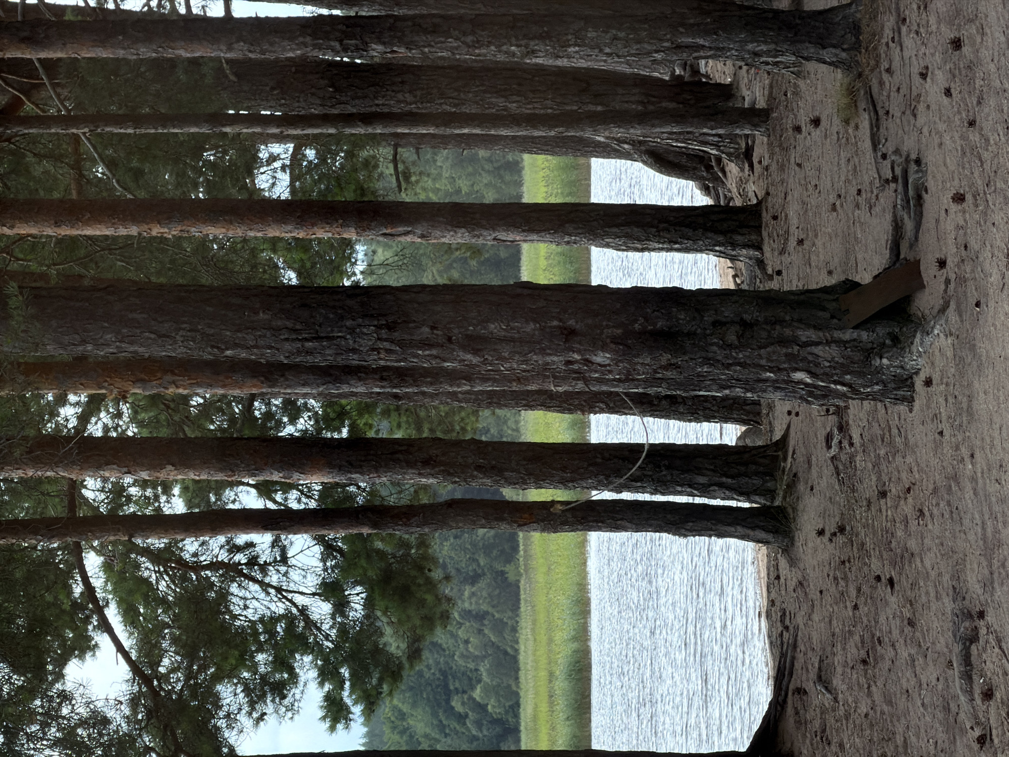 The image depicts a sandy shore of a body of water, likely a lake or river, bordered by a dense pine forest. The water is calm with a rippled surface reflecting the overcast sky. The foreground is a sandy beach sparsely populated with pine cones and exposed tree roots. Several tall, mature pine trees with rough, dark bark dominate the scene, their trunks forming vertical lines that frame the view of the water and the distant treeline. Some of the trees have ropes tied around them, possibly for mooring or as part of a historical marker or navigational aid. In the background, a line of green reeds or tall grass separates the water from a dense forest of mixed trees, creating a natural, undeveloped landscape. The overall impression is one of a serene, natural environment on the outskirts of the city of Glubokoe, Russia.