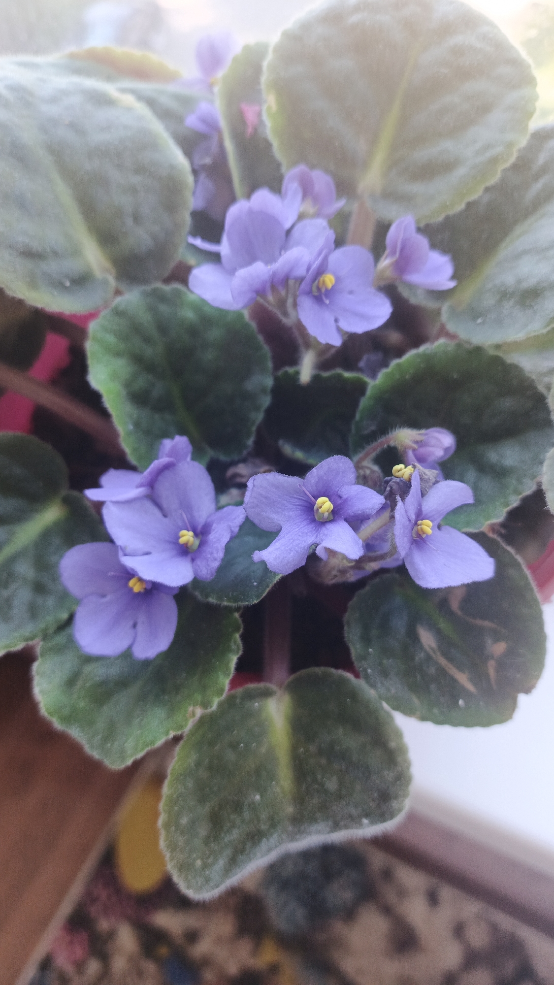 The image shows a close-up of a flowering African violet plant. The plant has several delicate, light purple flowers with yellow centers, surrounded by fuzzy, dark green leaves. The lighting suggests it might be near a window, with some soft light illuminating the scene. The background is slightly blurred, showing hints of a colorful pattern and the edge of a pot. The location is noted as Aksay, Kazakhstan, but this cannot be visually verified from the image itself. There are no people, actions, or interactions depicted.