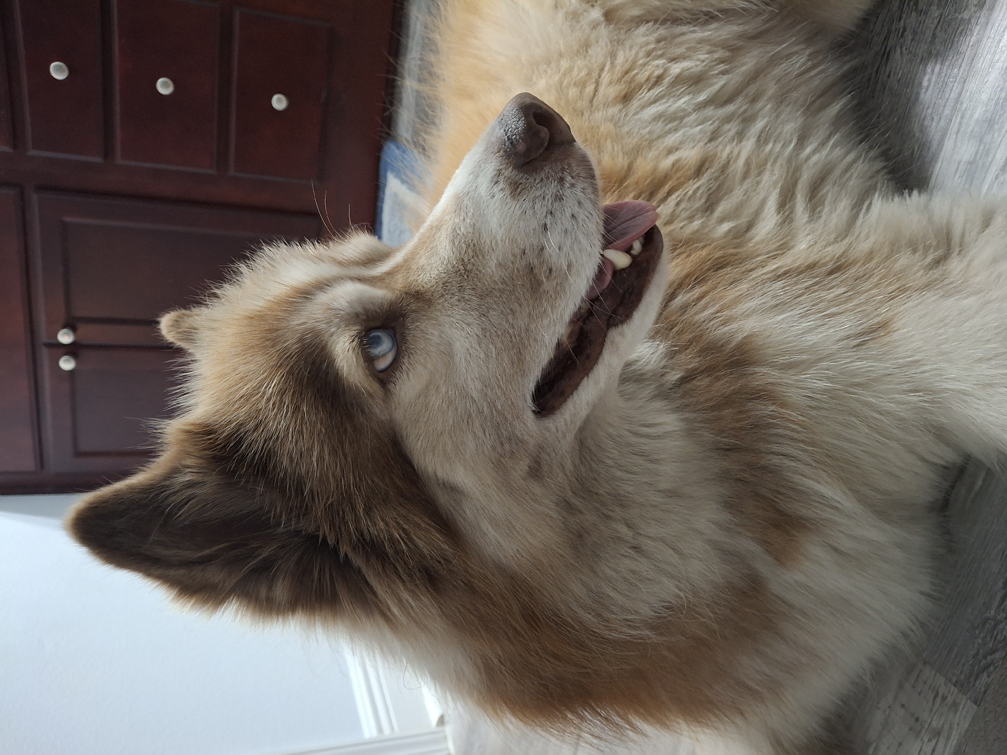 A medium shot photograph shows a Siberian husky lying on a wooden floor. The dog has tan and white fur and bright blue eyes. Its mouth is slightly open, with its tongue hanging out. The dog is looking to the right of the frame. In the background, there is a dark wooden cabinet with silver knobs. The floor appears to be laminate wood flooring. The lighting is natural, coming from the left of the frame. The image is focused on the dog's head and upper body.