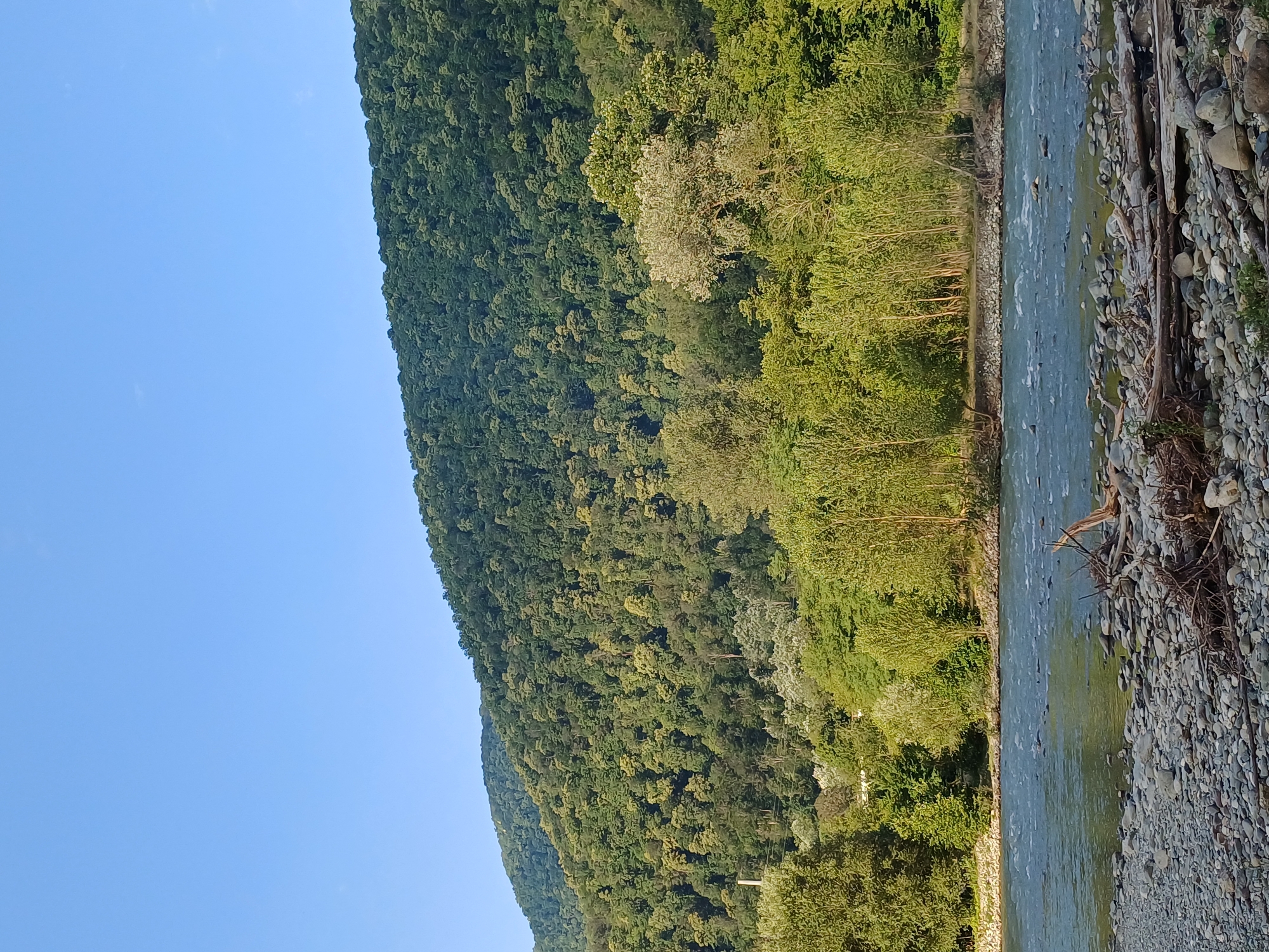 The image depicts a natural landscape scene along a river, under a clear blue sky. The foreground is a rocky riverbank with scattered driftwood. The river itself flows gently, with visible ripples. The middle ground is lined with a dense growth of trees, varying in shades of green and yellow, suggesting a sunny day. In the background, a large, tree-covered hill or mountain dominates the scene. The location is identified as the city of Monastyr, Russia. There are no people or animals visible in the image, and no specific actions or interactions are taking place. The scene is one of tranquility and natural beauty.