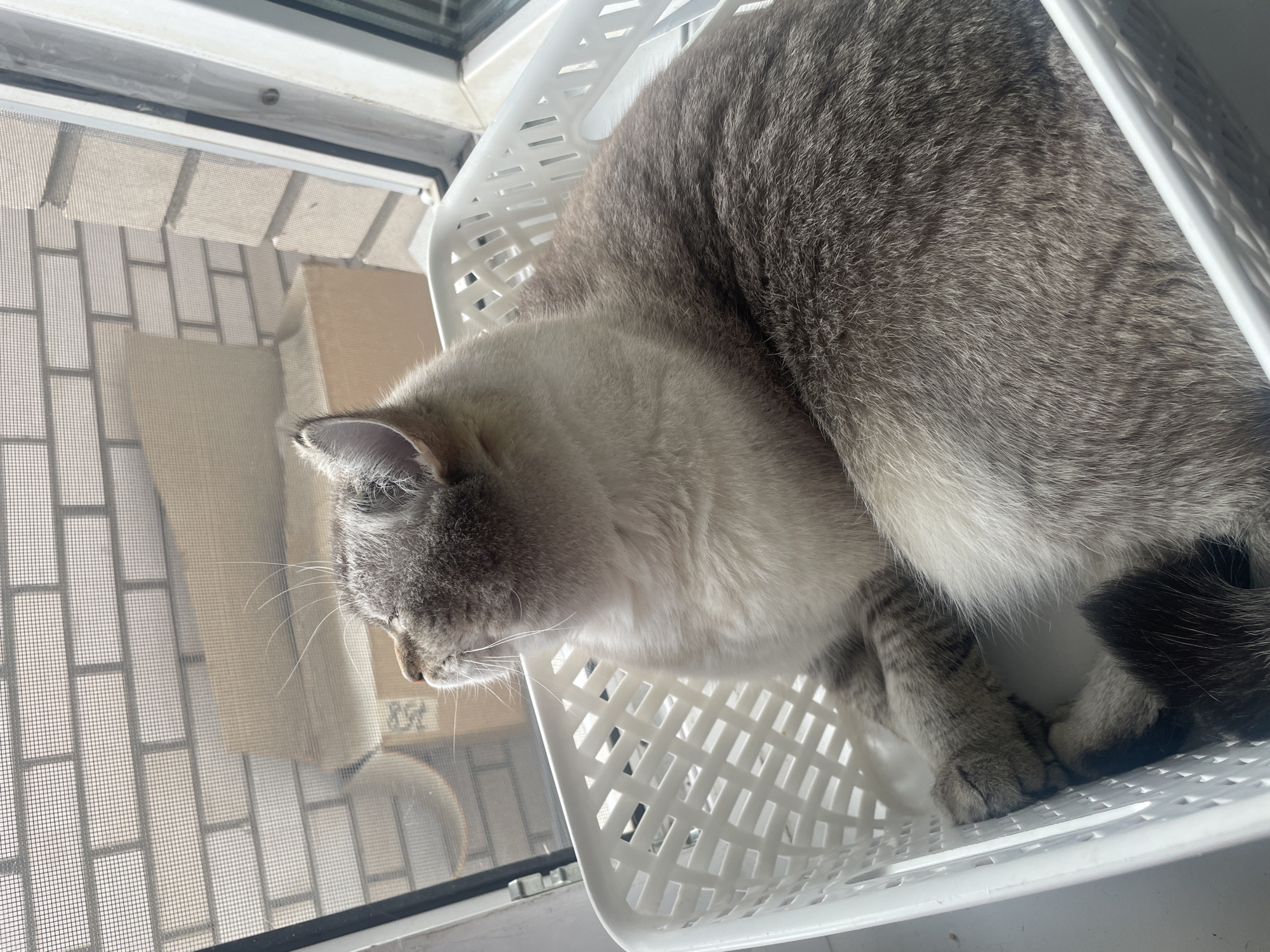 A medium shot captures a cat relaxing in a white woven plastic basket placed on a windowsill. The cat, with grey and white fur, is looking upwards and to the left, its eyes closed as if enjoying the sunlight filtering through a screen and window. Beyond the window, a brick wall and a cardboard box are visible. The scene appears to be indoors, likely a domestic setting, and there is no discernible connection to the city of Votkinsk, Russia, or any specific urban environment.