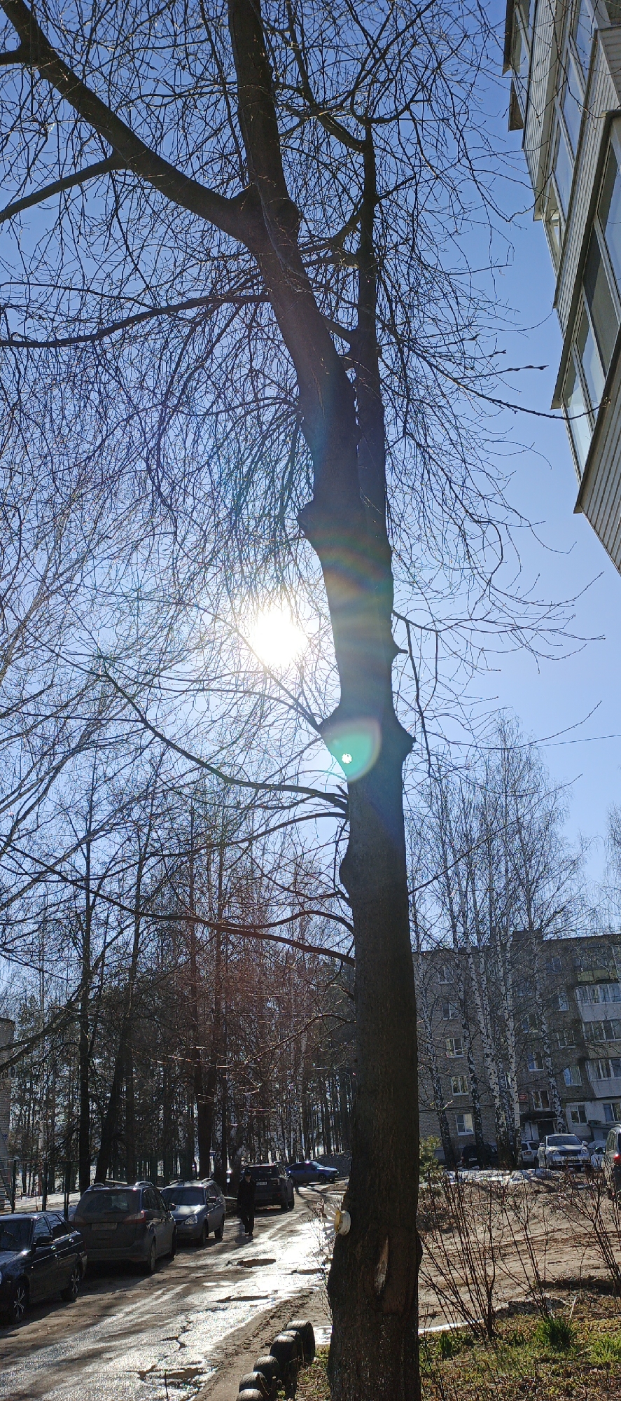 The image captures a sunny day on a street in what appears to be Chaikovsky, Russia. A tall, bare tree dominates the foreground, obscuring the sun, which creates a lens flare effect. Behind the tree, cars are parked along the side of a road with patches of melted snow and ice. A person is walking on the road. In the background, multi-story apartment buildings are visible. The sky is clear and blue.