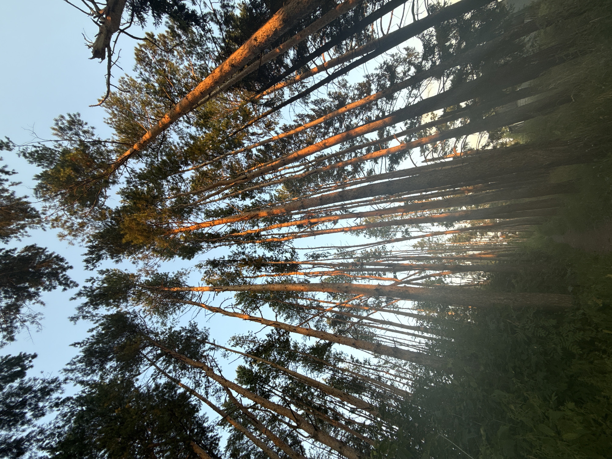 The image shows a low-angle view looking up through a dense forest of tall, slender pine trees. The trees are predominantly brown with green needles, and the sunlight is hitting the trunks of many of them, casting an orange glow. The sky is a clear, pale blue. The forest floor is not clearly visible, but there appears to be some undergrowth and a faint path or clearing in the distance on the right side of the image. The scene is set in the city of Podshivalovo, Russia. There are no people or animals visible in the image.