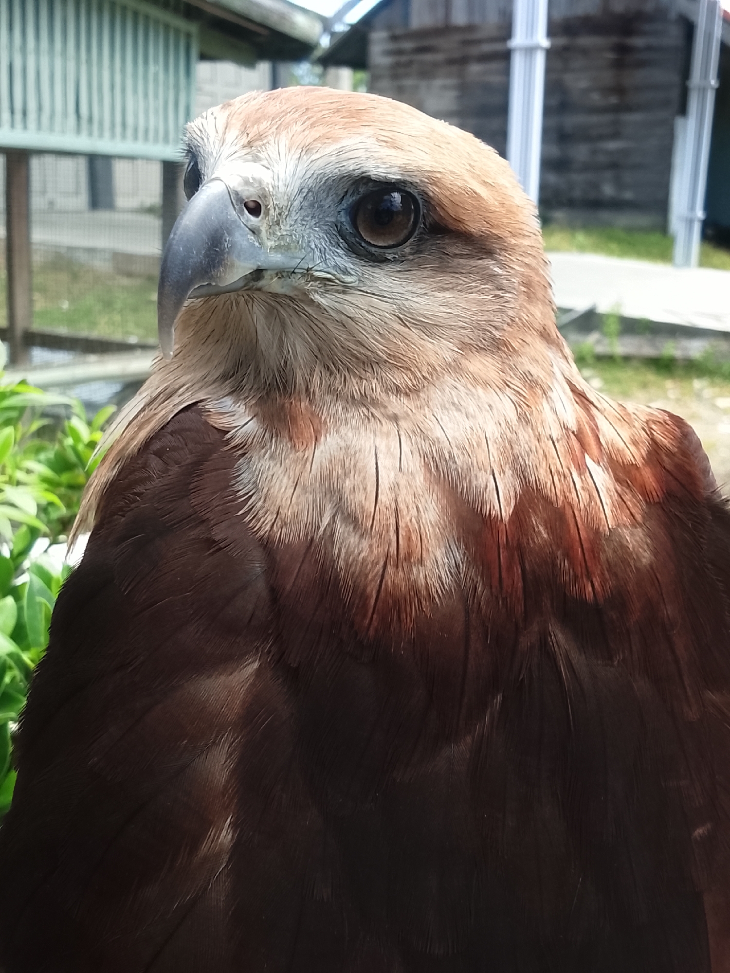 A close-up, waist-up portrait shows a bird of prey with light brown and white feathers on its head and neck, transitioning to dark brown feathers on its chest and wings. The bird faces left, with its head turned slightly toward the viewer. Its sharp, hooked beak is gray, and its dark brown eye is prominent. The background is blurred, with hints of a light green wooden structure on the left and a dark wooden building on the right, suggesting an outdoor enclosure or aviary. Green foliage is visible in the lower left corner. The lighting suggests it is daytime.