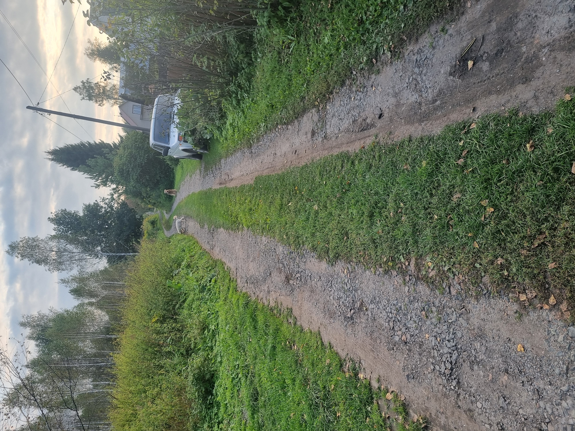 An outdoor, vertical, eye-level shot captures a gravelly dirt road in Polet-2, Russia, lined with lush green grass and dense foliage. The road curves gently to the right and recedes into the distance. In the middle ground of the scene, a white SUV is parked on the right side of the road. Further down the road, two light-colored dogs are visible, one walking and one sitting. The background features a cluster of deciduous trees on the left and a line of pine trees on the right, with a house and power lines peeking through the foliage. The sky above is overcast with hints of sunlight breaking through. The overall atmosphere is that of a quiet, rural setting.