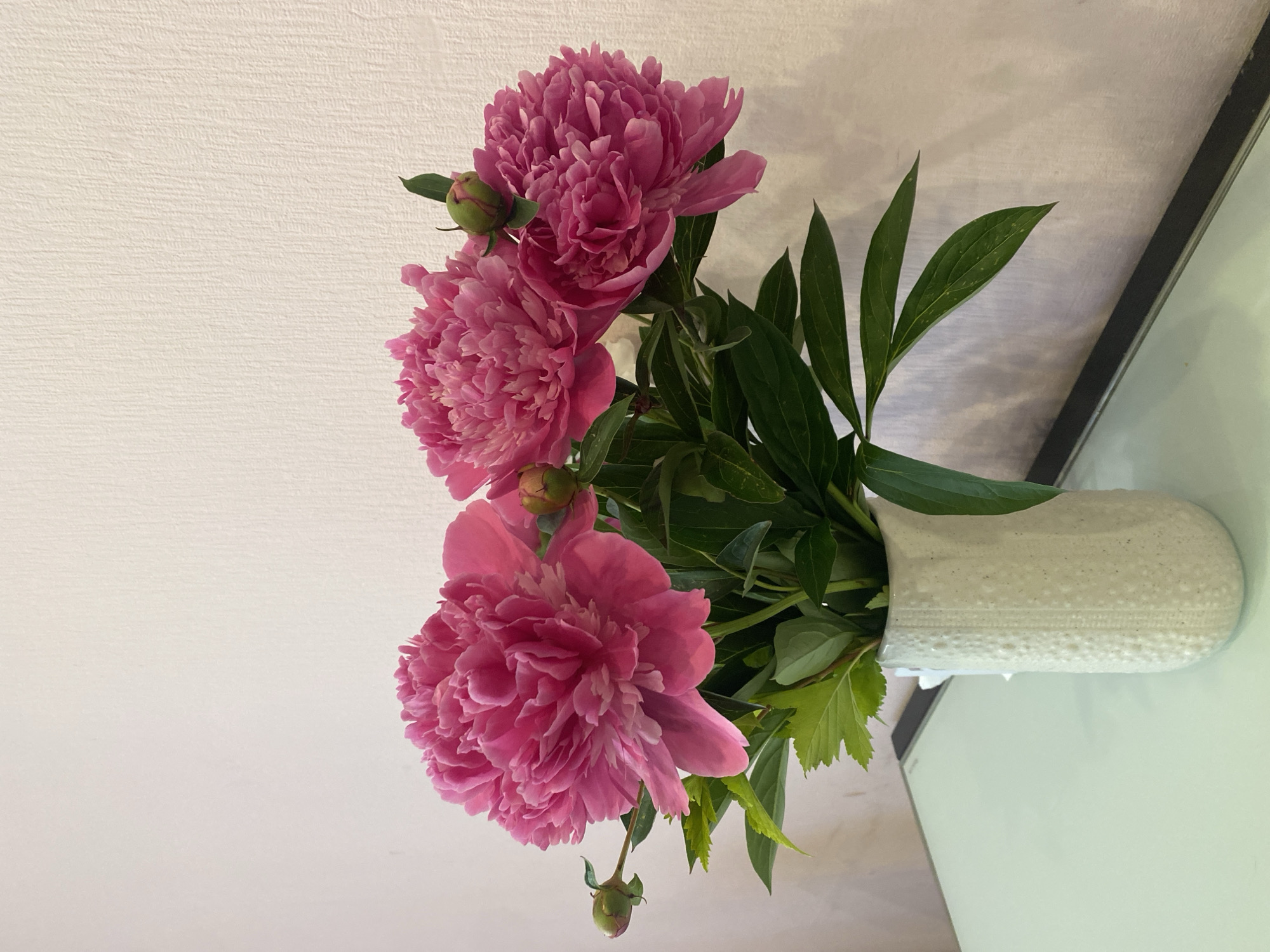 This image depicts a still life arrangement in an indoor setting, located in Vladimir, Russia. The primary subjects are a bouquet of approximately five vibrant fuchsia-pink peonies, with at least three large, fully open, densely petaled blooms prominently displayed. Several smaller, tightly closed buds, tinged with green and pink, are also visible, including one on the far left and another positioned centrally among the main flowers. Lush green foliage with visible veins and some light speckling extends from the stems, providing a contrast to the pink blooms.
The flowers are held in a tall, cylindrical white ceramic vase. The vase has a distinct, irregular textured surface, characterized by small raised bumps or ridges, giving it an organic or coral-like appearance.
The vase rests on a smooth, reflective, light mint-green surface, likely a table or countertop. A thin, dark gray or black horizontal band runs along the back edge of this surface, separating it from the wall. The background consists of a uniformly light beige or off-white wall, which exhibits a subtle, fine vertical textured pattern, possibly wallpaper or painted plaster. Soft shadows from the foliage are subtly cast upon this wall. The scene is brightly lit with even light, and no individuals are present.