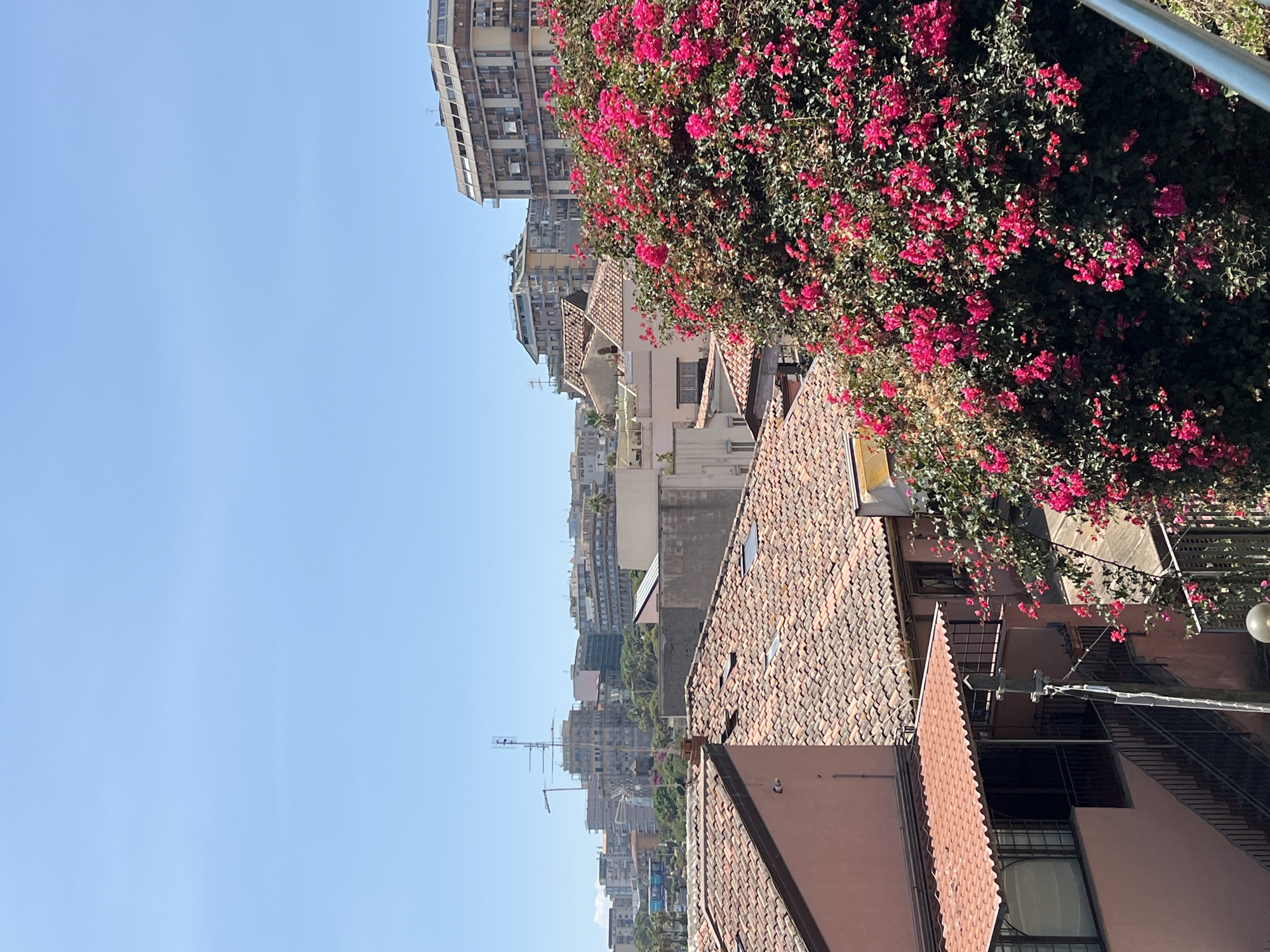 This is a vertical, medium shot of a cityscape with a clear blue sky and a vibrant pink bougainvillea bush in the foreground. The scene appears to be a residential area with a dense collection of buildings of varying heights and architectural styles.
In the immediate foreground, several buildings with terracotta tiled roofs are visible. To the right, the lush green foliage of the bougainvillea bush is laden with bright pink flowers, adding a burst of color to the scene. A metal railing is also visible at the top right.
Further back, the buildings form a dense urban landscape. Some appear to be older, multi-story apartment buildings with balconies and numerous windows, while others are more modern structures. Antennae and telecommunication towers are scattered amongst the buildings, indicating a developed urban environment. The overall impression is of a sunny day in a Mediterranean city, likely during daylight hours, given the clear sky and strong sunlight casting shadows.
There are no visible people or specific activities taking place. The focus is on the urban architecture and the natural element of the blooming bougainvillea. The location cues, such as the style of architecture and tiled roofs, are consistent with a Mediterranean setting, specifically Catania, Italy, as indicated by the provided context. The image evokes a sense of everyday urban life bathed in sunlight.