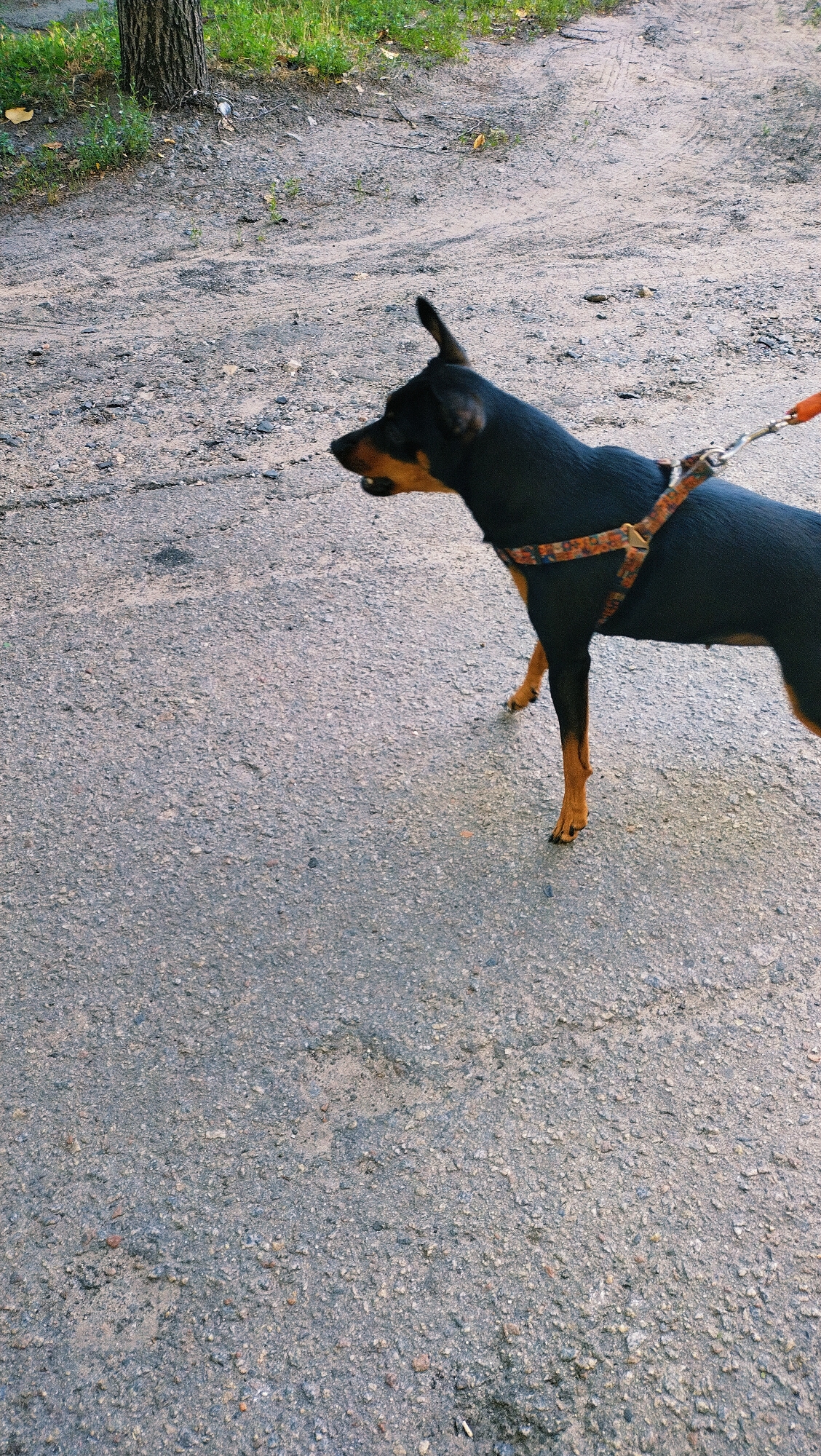 A black and tan Miniature Pinscher dog is standing on a paved surface outdoors. The dog is wearing a harness with a patterned design and is attached to a leash, which extends out of frame to the right. The dog is facing to the left, with its mouth slightly open. The ground appears to be asphalt with small stones. In the background, a tree trunk is visible on the left, with green grass and some fallen leaves. The scene suggests a walk or outdoor activity in a park or street area. The location is identified as Horishni Plavni, Ukraine.