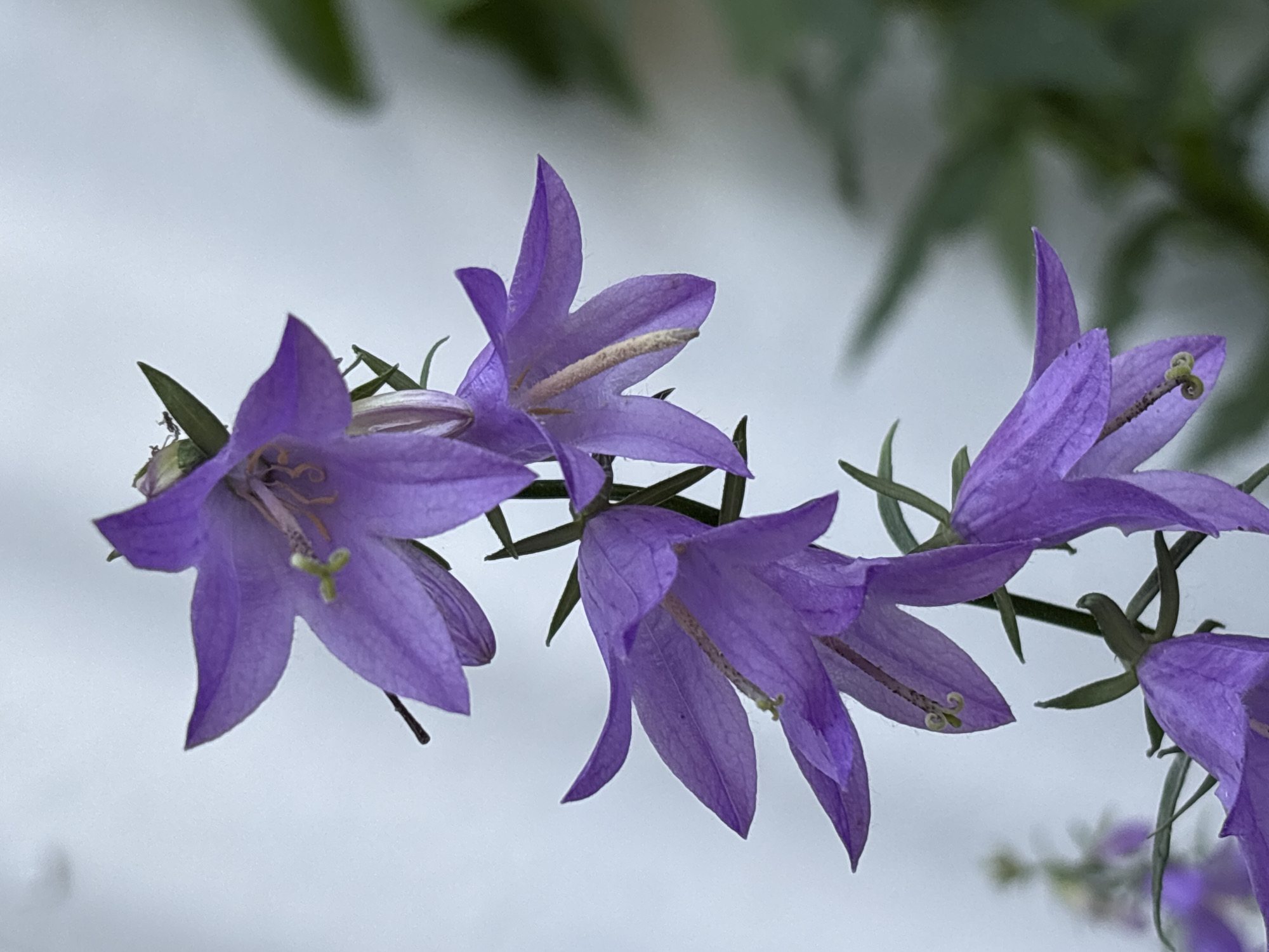 A close-up, vertical, eye-level shot features a cluster of bell-shaped purple flowers on a green stem. The flowers are oriented diagonally from the bottom left to the top right of the frame. The background is a softly blurred, light gray with patches of green foliage visible on the right. The flowers are the primary subject, with their delicate petals and prominent stamens. The lighting is diffused, creating soft shadows and highlighting the texture of the petals. The image appears to be taken outdoors, possibly in a garden or natural setting. The specific location in Ворошиловка, Kazakhstan, is not discernible from the visual information provided in the image.