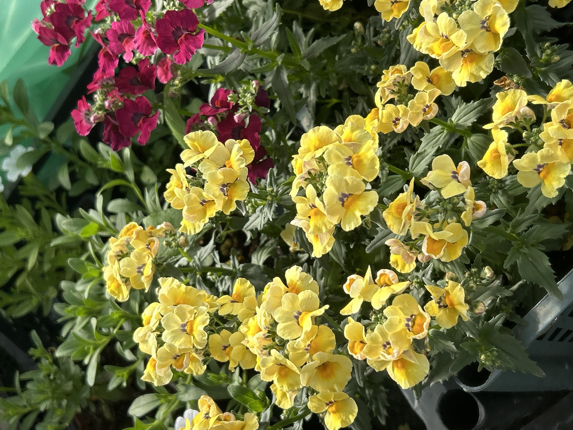 The image depicts a close-up view of a cluster of yellow flowers with dark purple centers, interspersed with some deep magenta flowers. The yellow flowers are small and have a delicate, trumpet-like shape. They are grouped together on green stems, with some showing buds and others in full bloom. The magenta flowers are also small and have a similar structure. The background consists of lush green foliage, suggesting a garden or nursery setting. The lighting is bright, indicating it is daytime. The scene is visually rich and vibrant due to the contrasting colors of the flowers. The image does not show any people or specific landmarks that would allow for identification of the location in Chaikovsky, Russia. The composition is focused on the floral arrangement, highlighting the intricate details and textures of the blossoms.