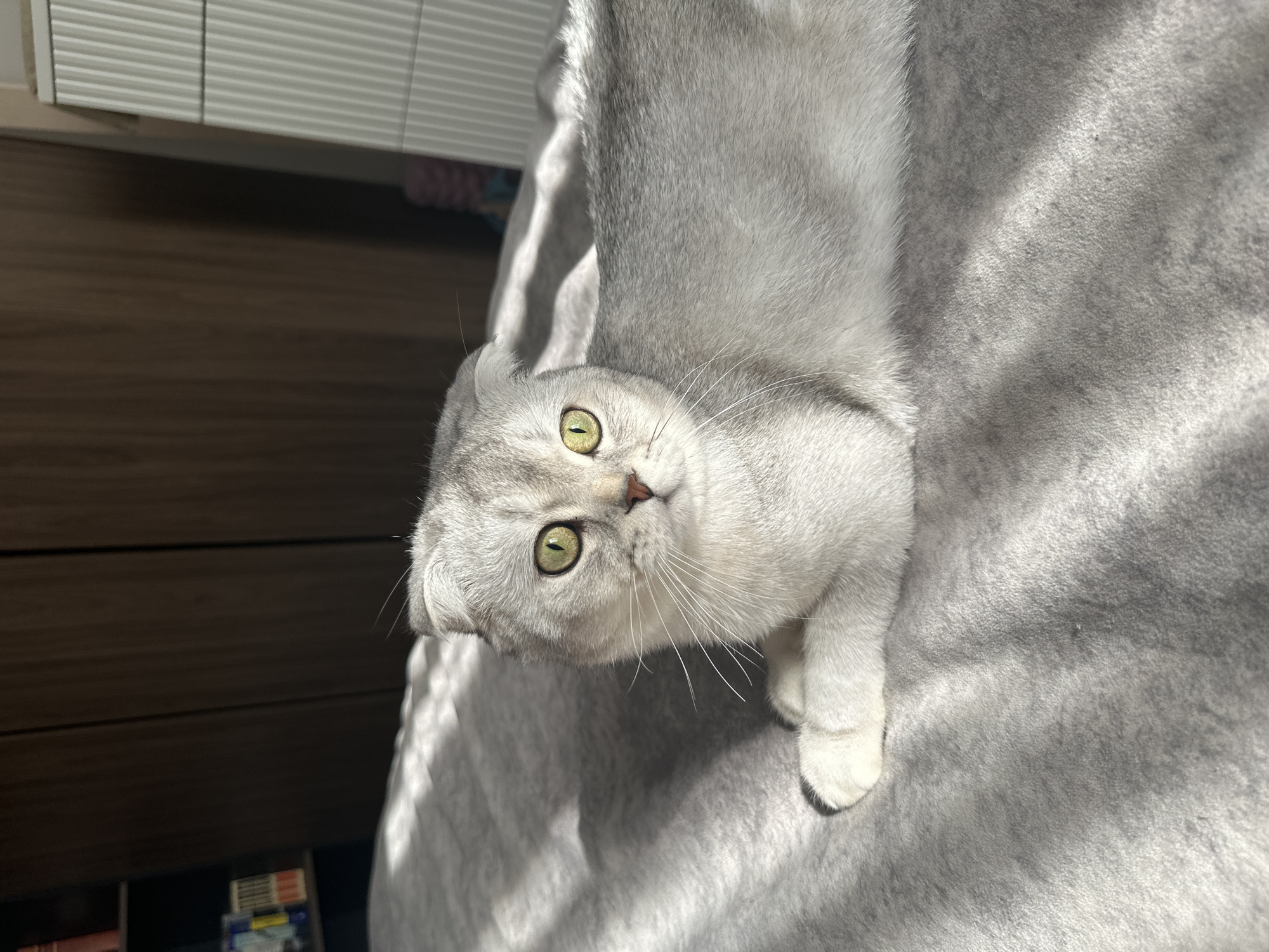 A gray, Scottish Fold cat with green eyes lies on a gray, textured surface. The cat's head is tilted, and it gazes towards the camera. A white, slatted blind is visible in the background along with dark furniture. The cat's left paw rests on the textured surface. The location cannot be determined from the image.