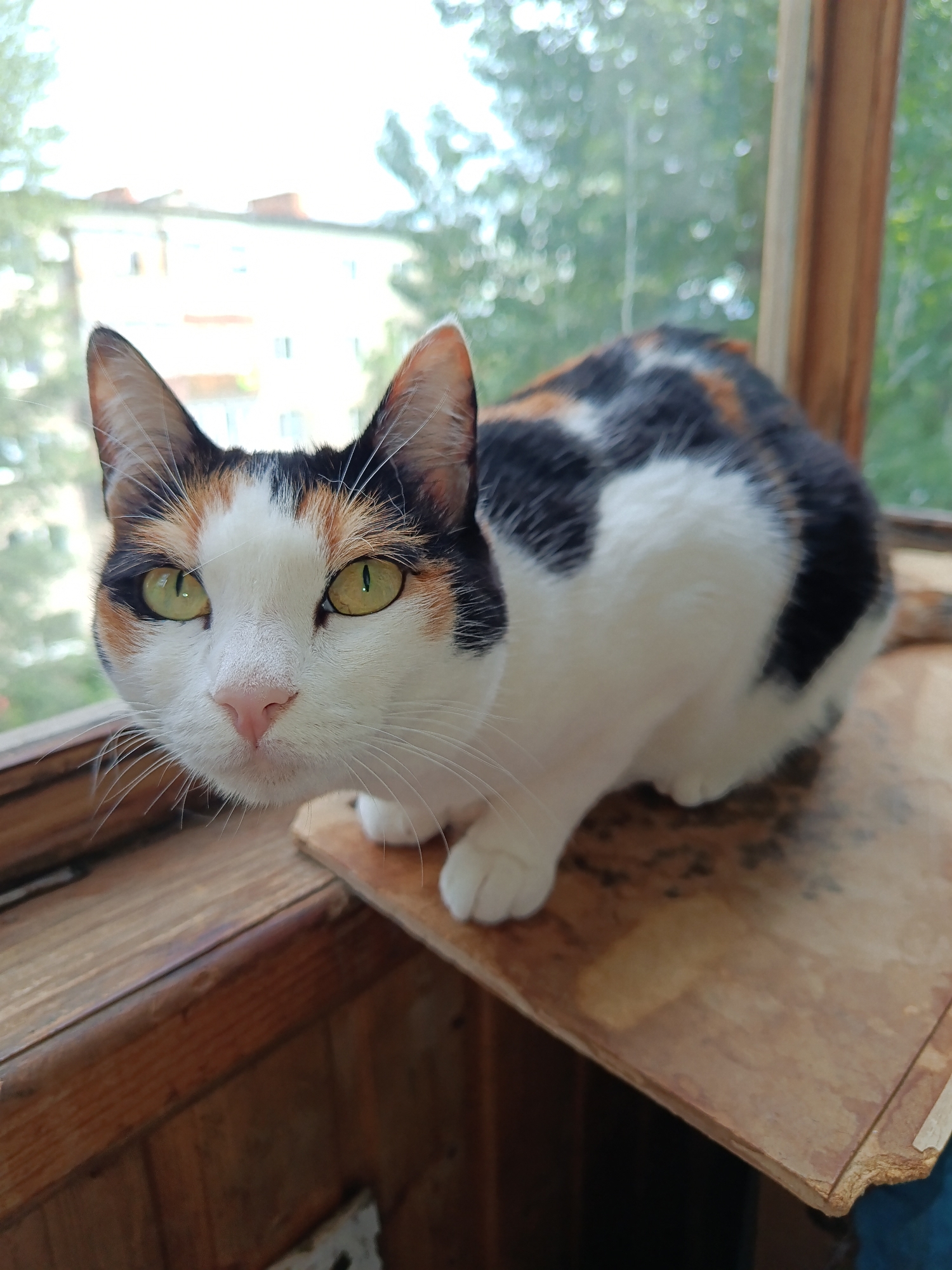 A calico cat with white, black, and orange fur is sitting on a wooden ledge near a window. The cat has green eyes and is looking directly at the camera. In the background, through the window, there is a blurry view of buildings and trees, suggesting an urban environment. The image is likely taken in an apartment in Kostanay, Kazakhstan, given the presence of typical window and building structures visible. The scene appears to be indoors, possibly on a windowsill or balcony.