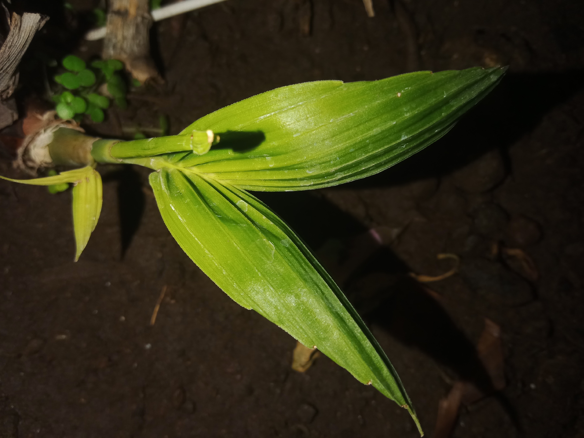 The image shows a close-up of a young green shoot with long, pointed leaves emerging from a stalk. The shoot is growing from the ground, which appears to be dark soil with some scattered debris. The lighting suggests it might be nighttime or a very shaded area. The background is dark and out of focus, with hints of other plant material and possibly tree bark. The scene is located in Lemahkembar, Indonesia, and depicts a natural environment, likely a garden or a natural area. No people or animals are visible.