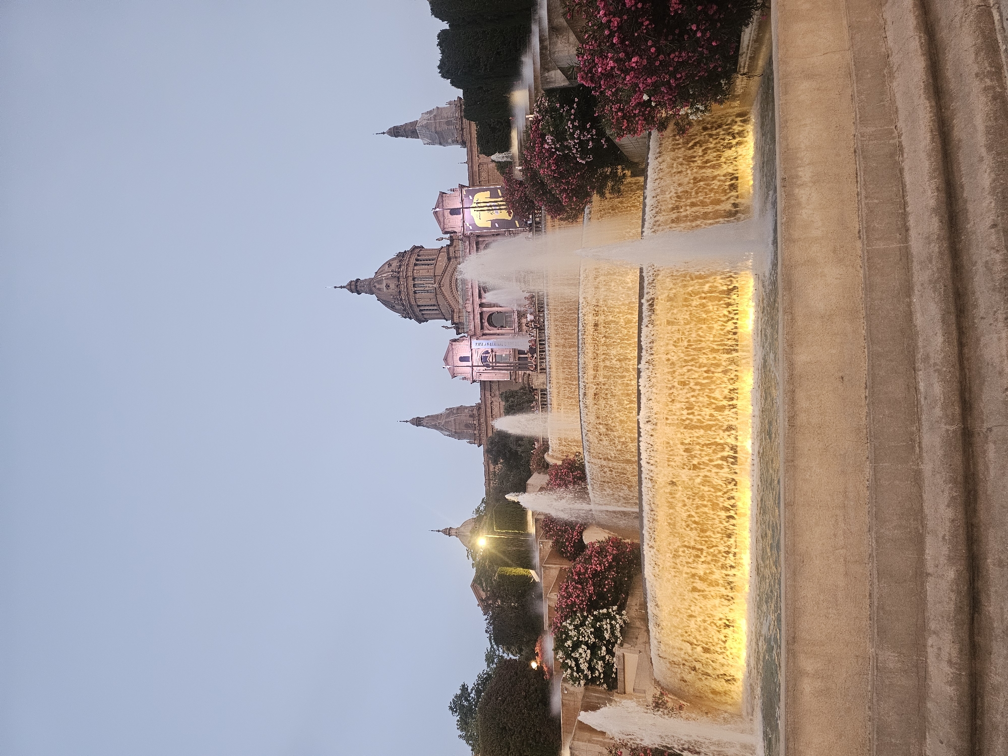 The image depicts the Magic Fountain of Montjuïc in Barcelona, Spain, at dusk. A grand, multi-tiered fountain with illuminated golden water cascades dominates the foreground. Behind the fountain, a large, palatial building, the Palau Nacional, is visible. The building features a prominent dome and several towers, with artificial lights illuminating its facade. Lush greenery and vibrant pink and white flowering bushes flank the fountain and surround the building. The sky is a pale, clear blue, indicating early evening or twilight. A banner with a yellow design hangs from the Palau Nacional. Several people are present on a walkway in front of the building, observing the fountain.
