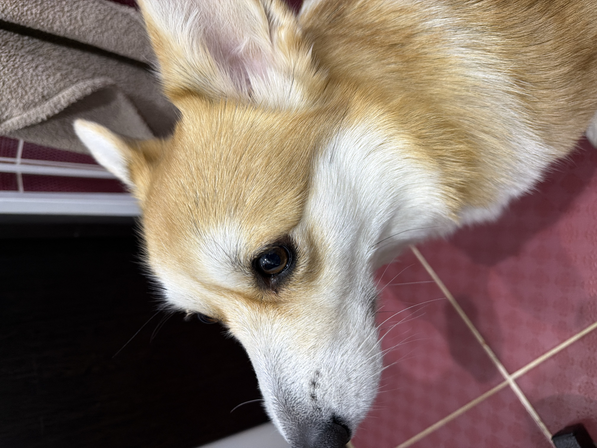 This is a close-up, eye-level, profile shot of a corgi dog's head and upper body. The dog has tan and white fur, with darker markings around its eyes. Its ears are pointed and alert, and its eyes are dark brown. The dog is looking to the left of the frame. The background is dark and out of focus, with hints of a reddish-brown tiled surface in the foreground. The lighting appears to be artificial. There is no information about the city of Chaikovsky, Russia, in the image.