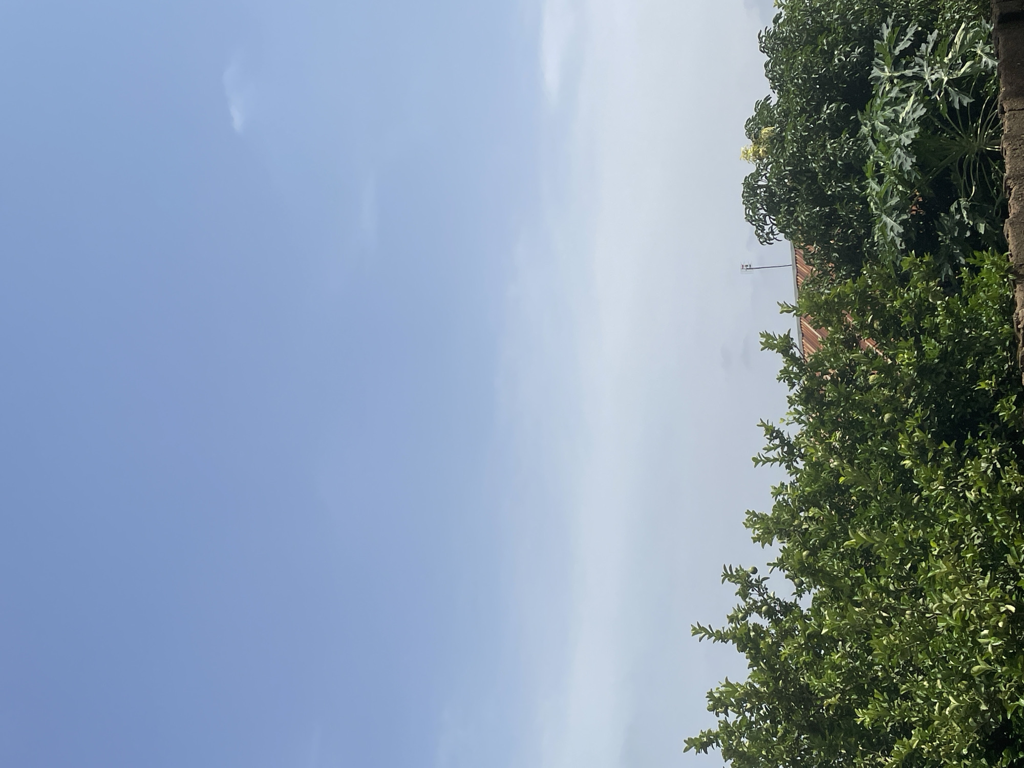 The image shows a bright, clear sky above a dense canopy of green trees. The trees are lush and full of leaves, with some bearing small, green fruits, possibly limes. In the background, partially obscured by the trees, is the reddish-brown, corrugated metal roof of a building. A small antenna is visible on top of the roof. The lower portion of the image shows a dark, rough-textured wall, possibly made of brick or concrete. There are no people or animals visible in the scene. The overall impression is one of a sunny day in a tropical or subtropical environment, likely an outdoor area in a residential or garden setting. The location is identified as Kakau, Nigeria.