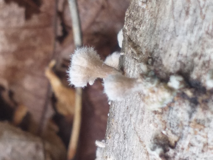 Several small, fuzzy white mushrooms grow on the side of a tree. The mushrooms have thin stems and round, fluffy caps. They appear delicate and are set against the rough, textured bark of the tree. The backdrop includes a blurred brown leaf and a slender, beige twig, enhancing the woodland setting.