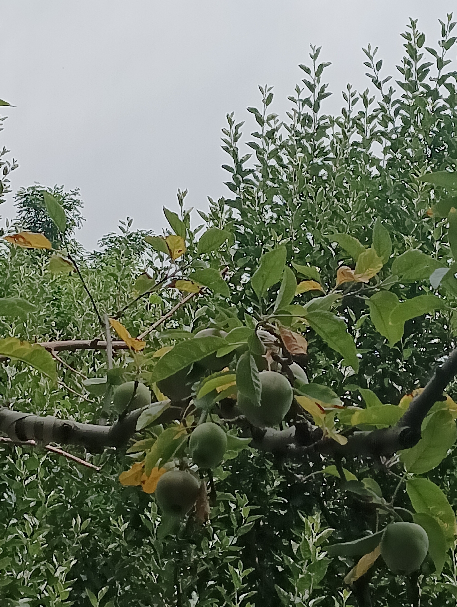 The image captures a close-up of a fruit tree branch in Vashisht, India. The branch, dark and somewhat thick, is laden with green, unripe fruits and lush green leaves, interspersed with a few yellowed leaves. The background is a dense tapestry of more greenery, suggesting a garden or orchard. The sky above is overcast, a uniform light gray. No people or specific man-made structures are visible, presenting a natural, outdoor scene.