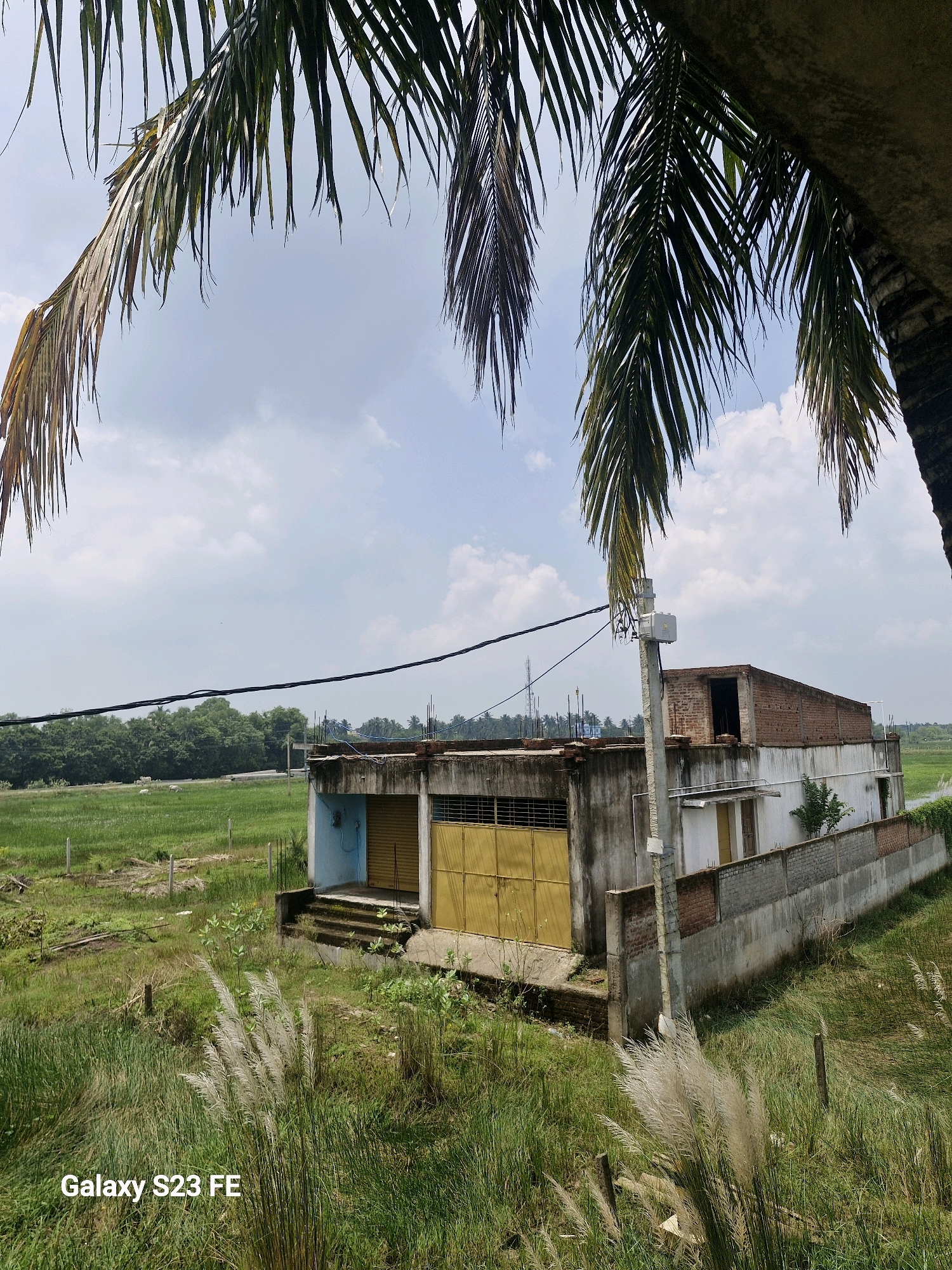 A frontal view of an abandoned commercial building and its surroundings is presented under a cloudy sky, with palm fronds in the foreground obscuring part of the upper frame. The building, likely in Mangalpuri, India, is a two-story structure with a weathered facade. The lower level features yellow metal shuttered storefronts, partially obscured by overgrown grass and weeds. A blue painted section is visible on the left side of the building. The upper floor is constructed of exposed red brick with open doorways. A concrete retaining wall with red brick accents runs along the side of the building, bordering a grassy field with scattered white plumes of grass. In the distance, a dense line of trees marks the horizon. Electrical wires are visible crisscrossing the sky. The scene is devoid of any human activity.