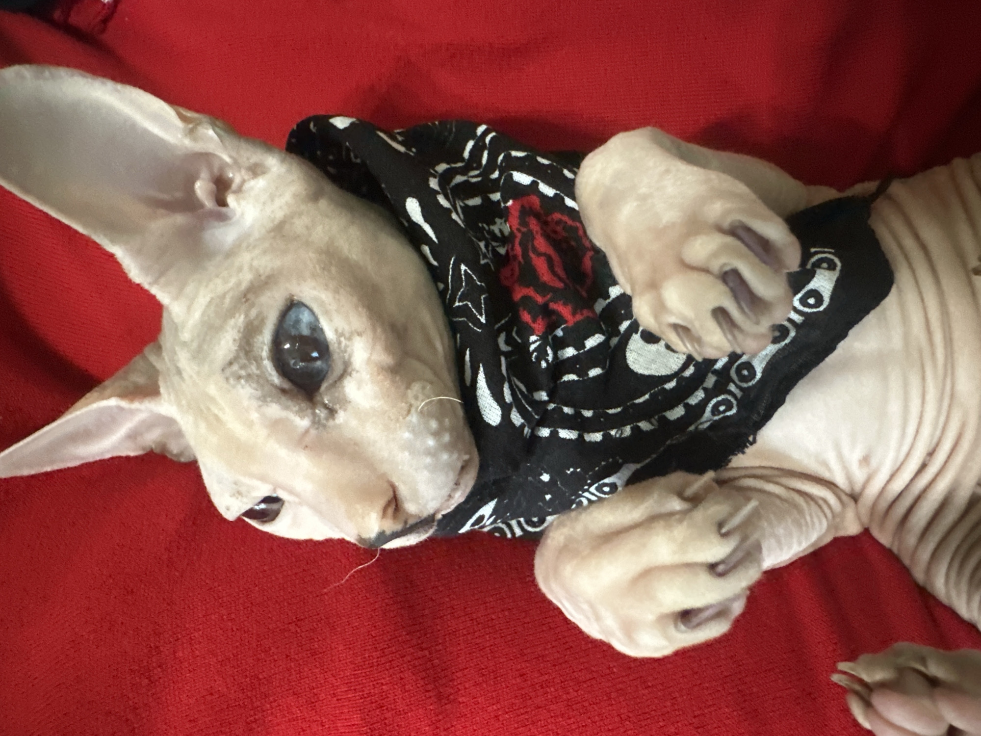 A close-up, high-angle shot shows a hairless cat, likely a Sphynx breed, lying on a red textured surface. The cat is wearing a black bandana with white paisley-like patterns and red rose graphics. Its front paws are extended upward, revealing sharp, dark claws. The cat has large ears, wrinkled skin, and striking blue eyes. The background is a solid red fabric. There is no indication of the cat's location in Togliatti, Russia or any other specific location.