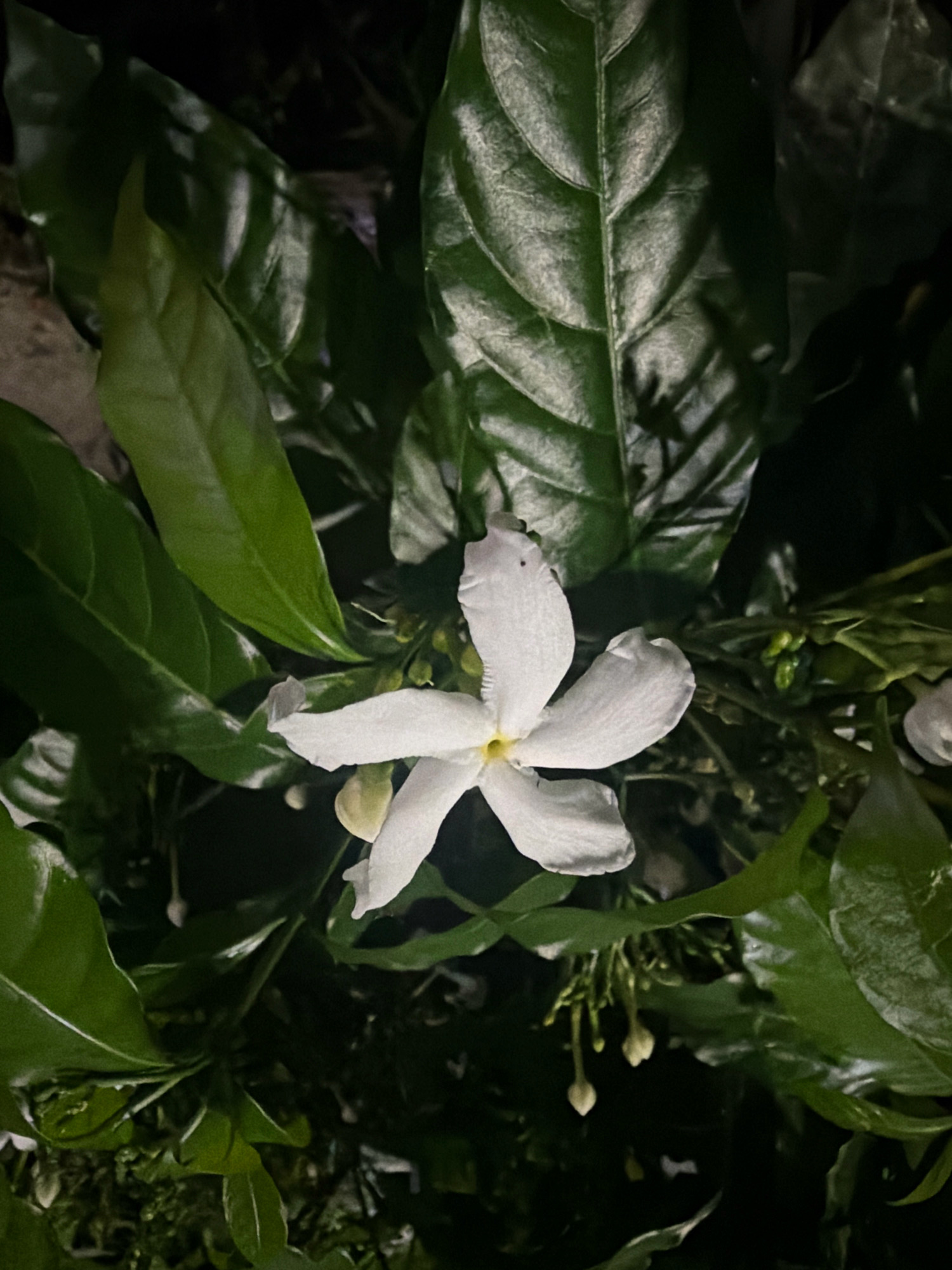 A white, five-petaled flower with a yellow center is in full bloom amidst lush, dark green foliage. The flower, positioned in the center of the frame, is illuminated, highlighting its delicate texture. The surrounding leaves are glossy and appear to be slightly wet, suggesting a recent watering or dew. Several small, unopened buds are also visible, hinting at the plant's ongoing growth. The background is dark and out of focus, creating a shallow depth of field that draws attention to the main subject. The overall impression is one of natural beauty captured in a close-up perspective. The scene is located in Buddikonda, India.