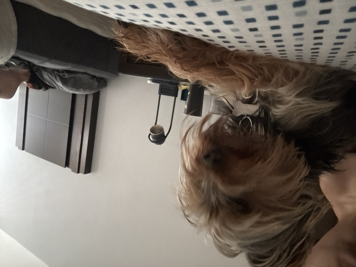A Yorkshire Terrier peeks from under a bed with a blue and white patterned cover. The dog, wearing a bone-shaped tag and hoop earring, has long, flowing brown and blonde fur. A dark gray headboard with a grid design is partially visible. A suspended black nightstand with a white cup on it is also visible on the side of the frame. The overall impression is a cozy, somewhat obscured view of the dog's hiding spot.