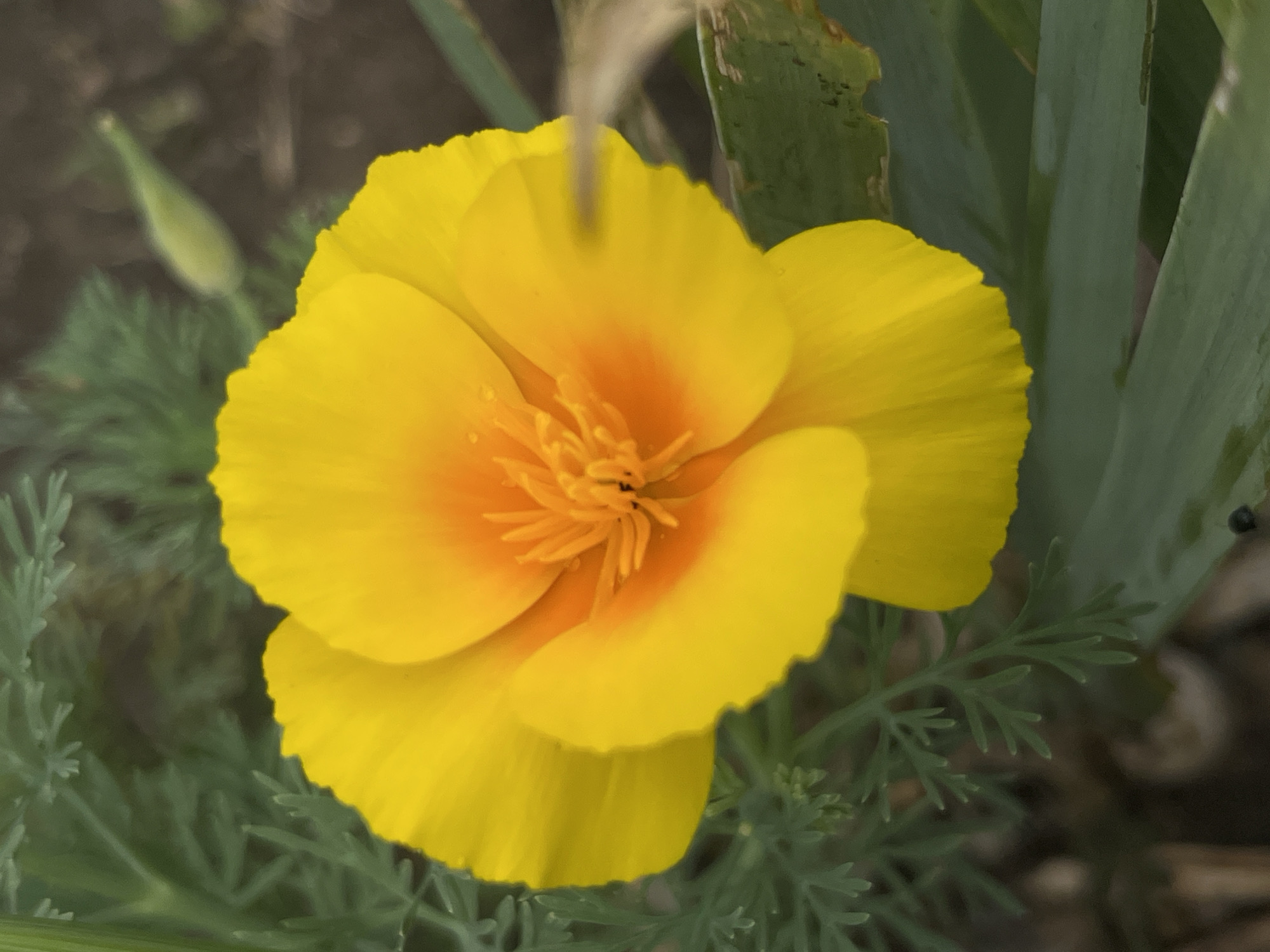 A close-up, eye-level shot showcases a vibrant, yellow California poppy in full bloom. The flower, with its ruffled petals and bright orange center, is the primary subject, filling the majority of the frame. Delicate green foliage surrounds the bloom, with some leaves appearing slightly wilted. A blurred green bud is visible in the background, hinting at future blossoms. The overall scene suggests an outdoor garden setting, possibly in the city of Tikhoretsk, Russia, where this type of flowering plant may be cultivated.