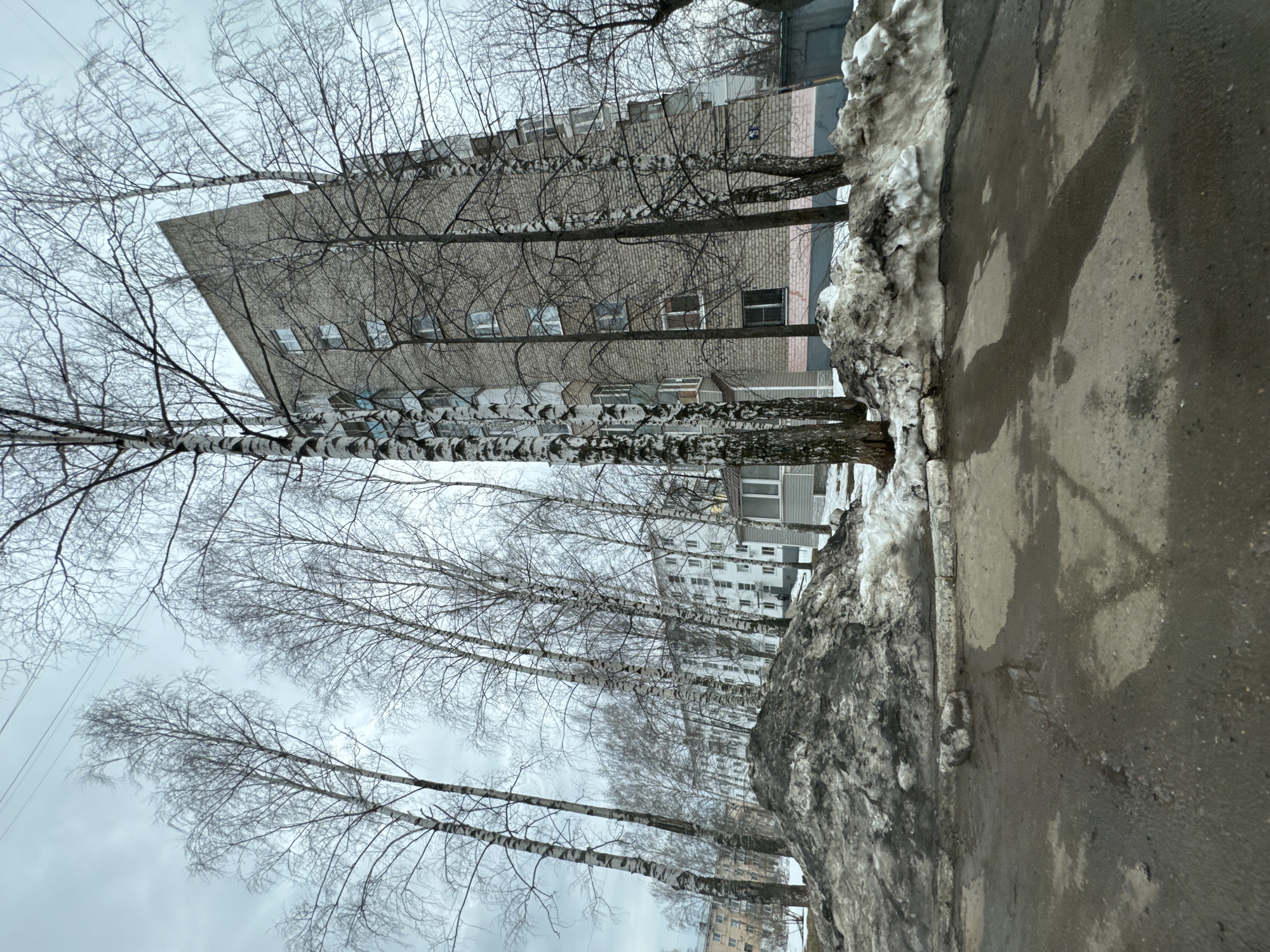 The image shows a street scene in what appears to be the city of Chaikovsky, Russia, given the typical architecture and winter conditions.
**Environment:** Overcast sky. Evidence of winter with snow piled along the side of the road and melting snow on the asphalt.
**Objects:** A row of birch trees with bare branches lines the street. Behind the trees, there is a multi-story building constructed of a light-colored brick or concrete. The street is wet and partially covered with melting snow.
**Subjects:** The dominant subjects are the birch trees and the architecture of the building.
**Actions/Interactions:** The snow is melting from the sidewalk.
**People:** No people are visible in the scene.