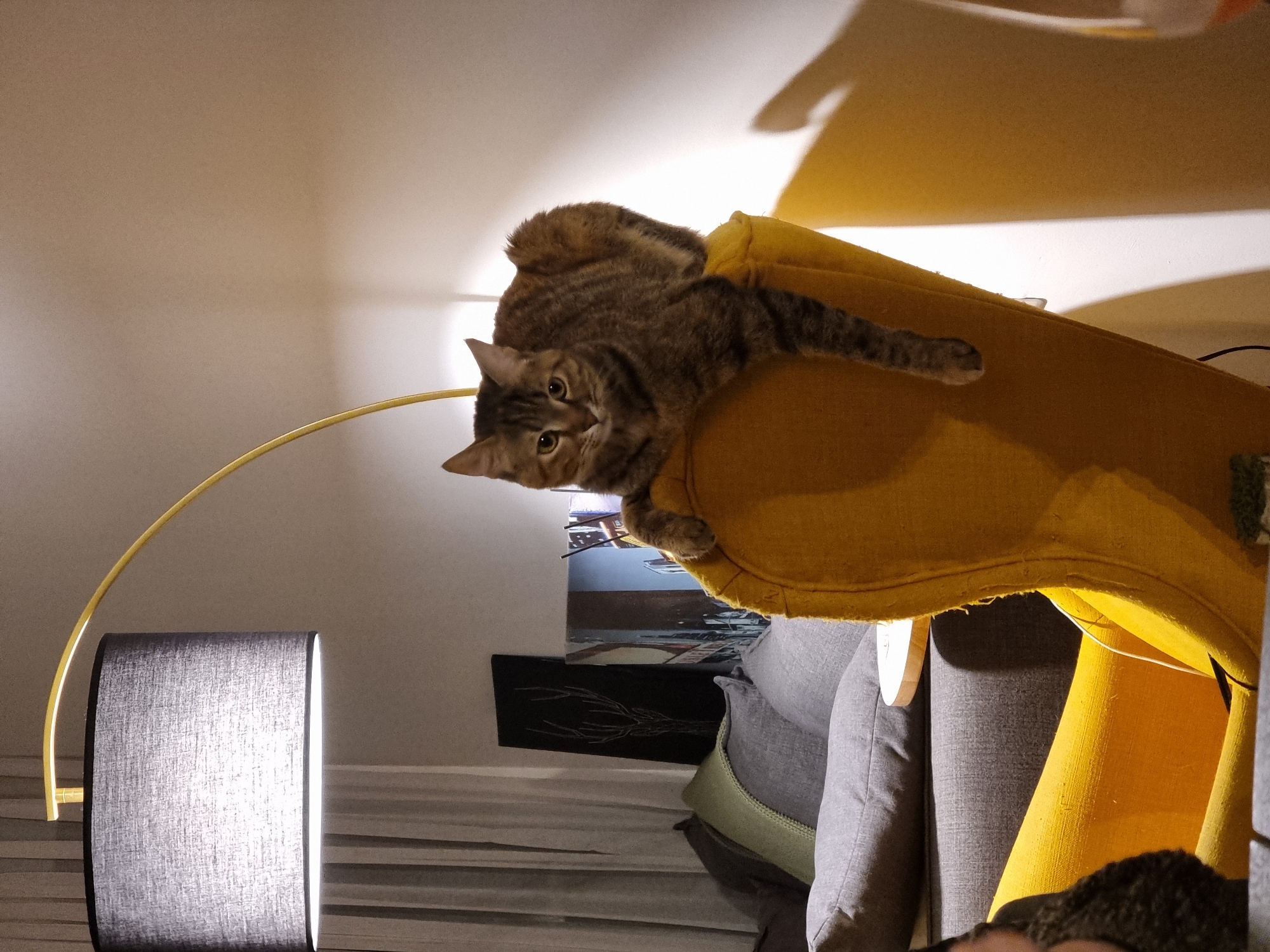 A brown tabby cat lies draped over the back of a yellow armchair, its gaze directed towards the viewer. The armchair sits in a room with a grey couch and a black framed picture on the wall. A floor lamp with a grey shade is also visible. The image was taken in an indoor environment. The location is Ramat Gan, Israel.
