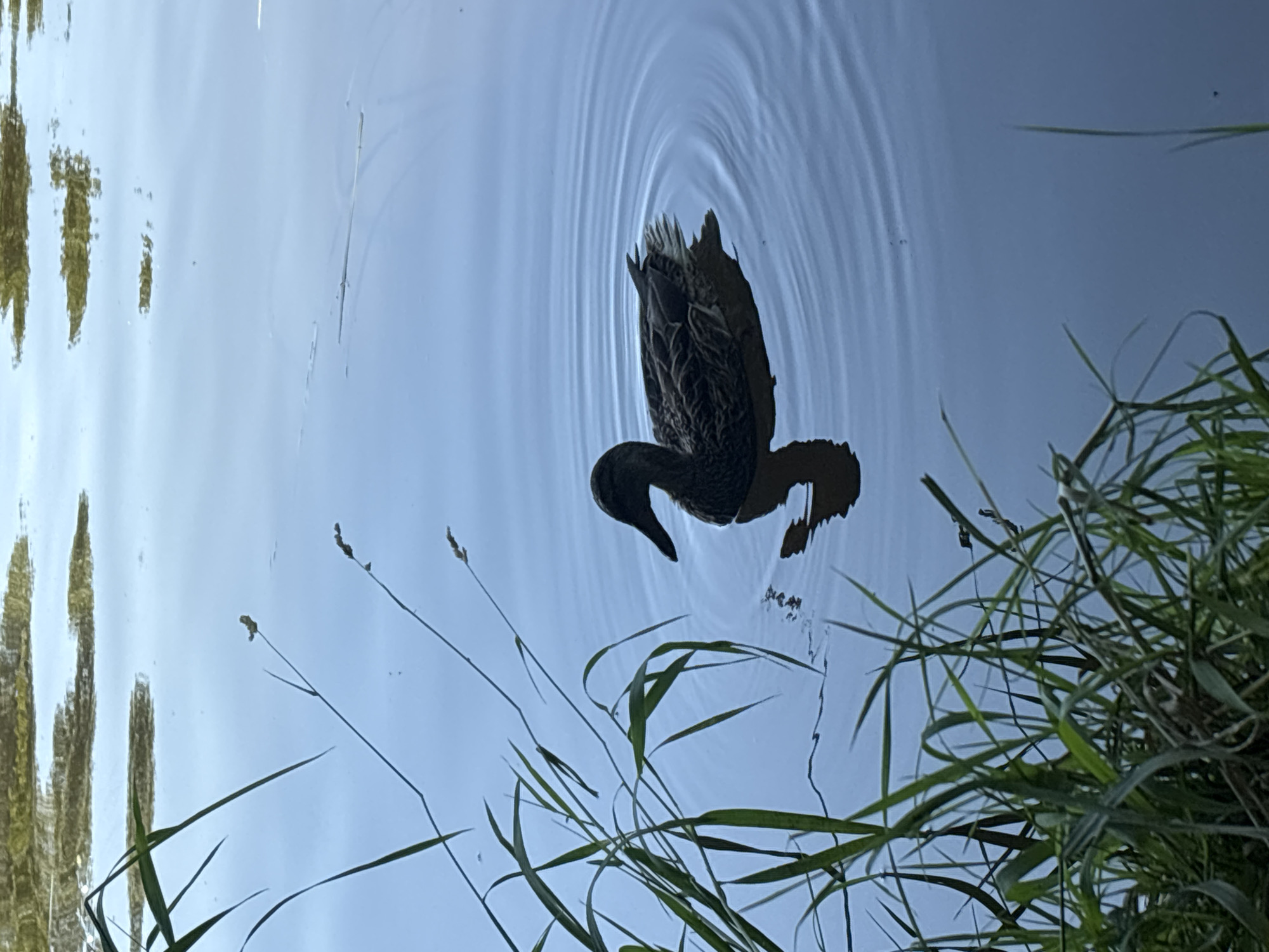 A lone duck swims in calm blue water, creating ripples around it. Green grass grows along the left bank, with some blades extending into the water. The reflection of the duck is visible beneath it. The upper portion of the image shows a reflection of green foliage on the water's surface. The scene appears to be in a natural setting, possibly a pond or lake in Petrov-Dalnee, Russia.