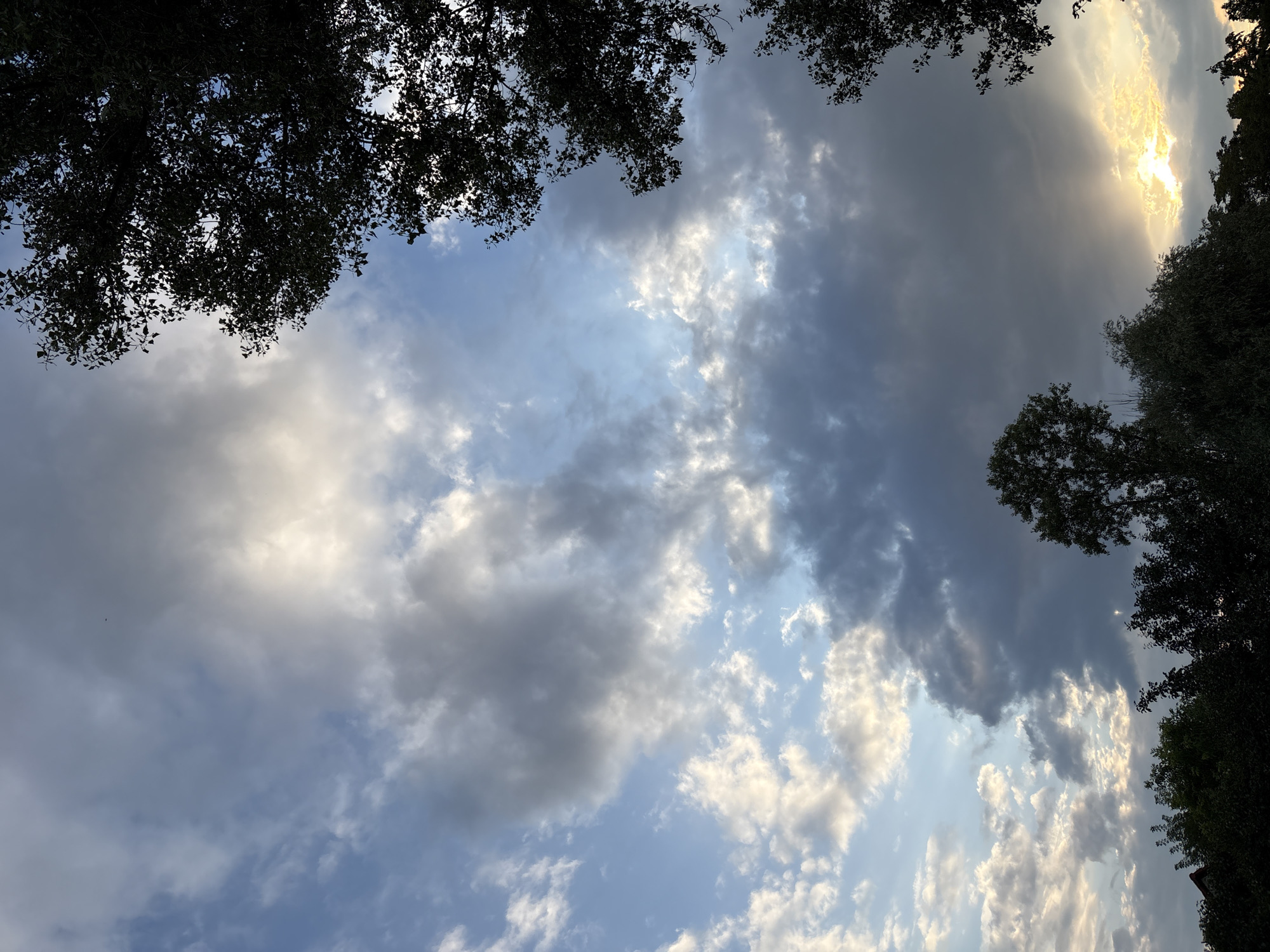 A low-angle, full shot captures a cloudy sky at sunset, with the tops of trees silhouetted against the horizon. The sky is a mix of blues and grays, with patches of bright sunlight breaking through the clouds on the right side of the frame. The trees in the foreground are dark and dense, with leaves obscuring much of their branches. The overall impression is one of a dramatic and somewhat moody evening sky.