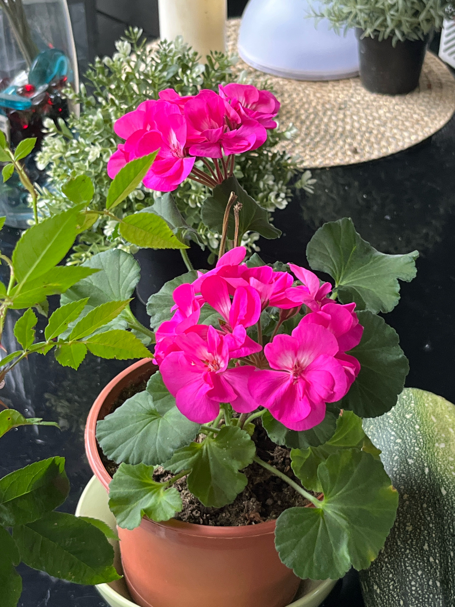In the city of Arfa, Russia, a close-up shot captures a potted geranium plant with vibrant fuchsia blooms, positioned on a dark, reflective surface. To the left of the geranium, a branch with serrated green leaves extends into the frame. Behind the geranium, a densely leaved, small green plant is visible, and further back, a glass vase contains blue and red decorative elements. In the background, a round, woven placemat supports a small potted plant and a white diffuser. To the right of the geranium, a portion of a green, speckled gourd is visible. The lighting suggests an indoor setting, possibly a kitchen or living area.