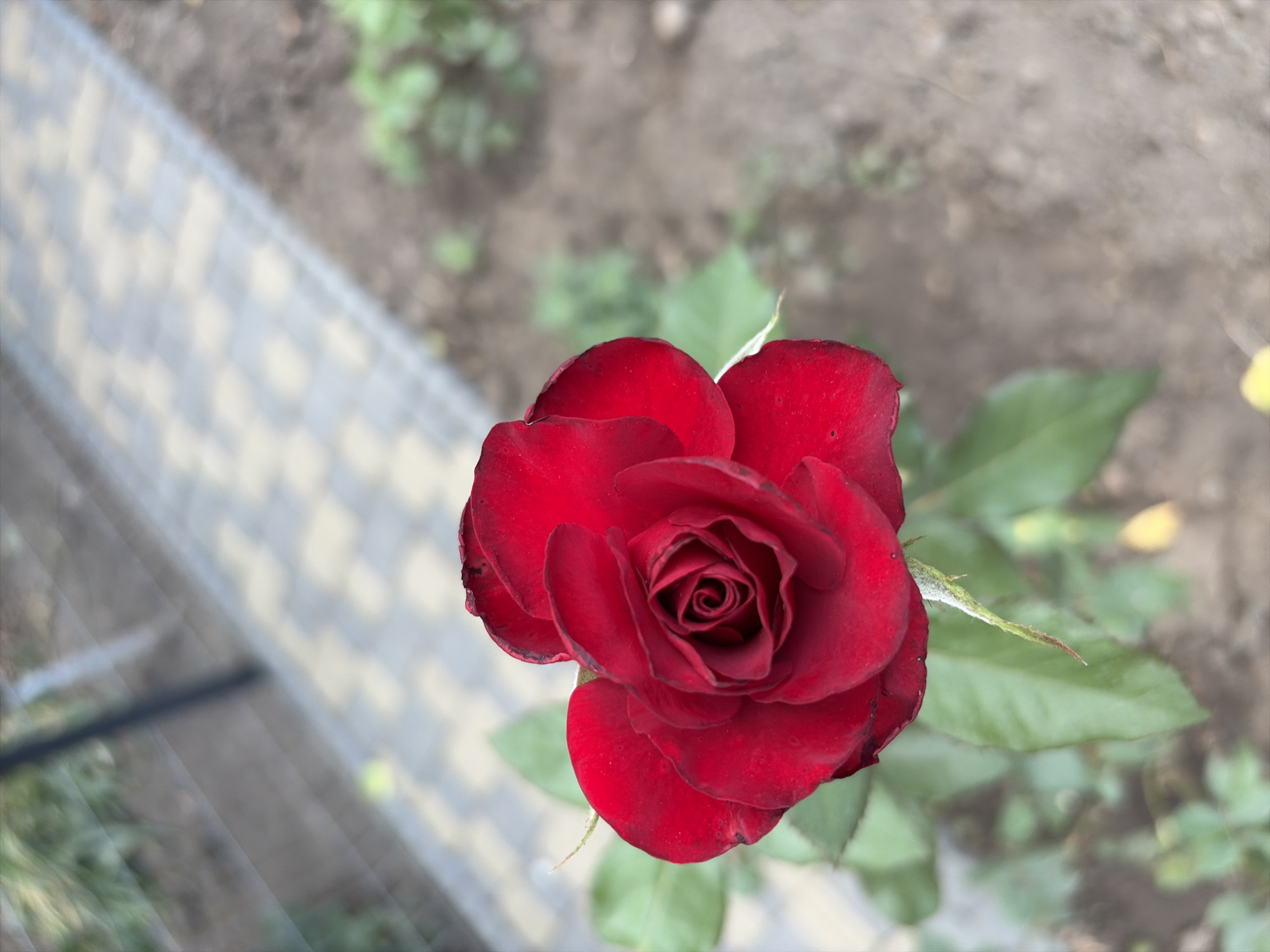 A close-up shot of a red rose bloom in a garden setting. The rose is the primary subject, with its deep red petals tightly furled in the center and gradually unfurling outwards. Green leaves are visible beneath and to the sides of the bloom. In the background, a light-colored paved pathway, possibly made of interlocking stones, curves away from the viewer. The pathway is bordered by soil and some blurred greenery. A dark, out-of-focus vertical element, possibly a fence or support post, is visible on the left side of the image. The overall scene suggests an outdoor garden in a residential or public area. The specific location in Oxentea, Moldova, is not visually evident from the image itself.
