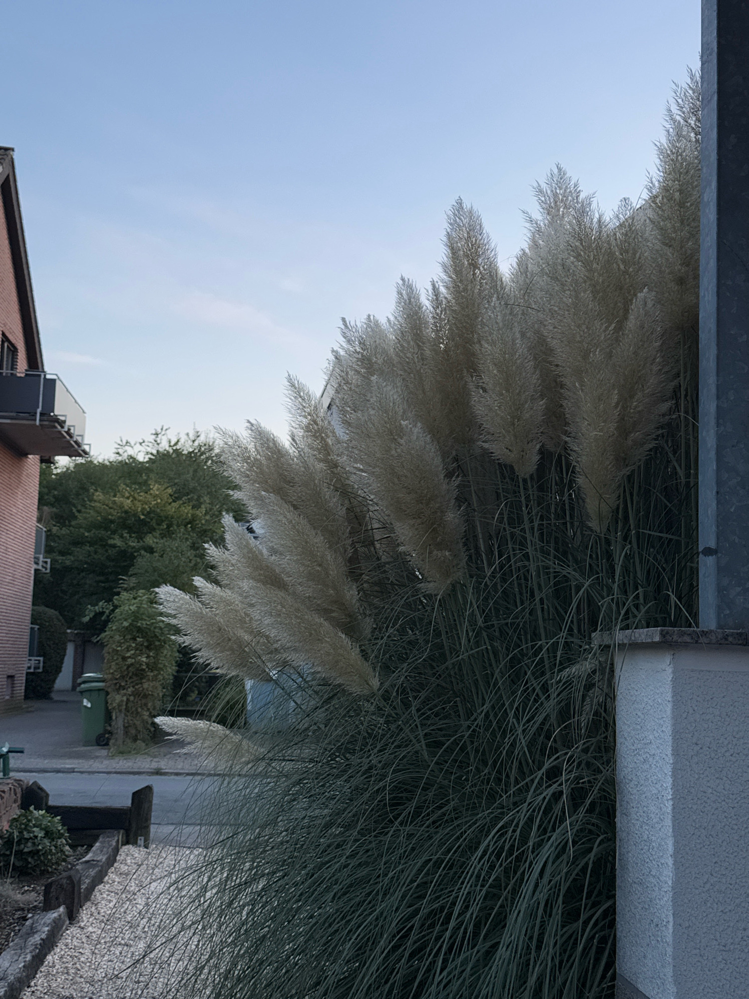 The image shows a view of a street in Cleves, Germany, with a large pampas grass plant dominating the foreground. The pampas grass has feathery, cream-colored plumes and long, thin green leaves. To the left, a brick building with balconies and dark-trimmed windows is visible. Adjacent to the building, a green trash bin sits on the paved sidewalk. Behind the pampas grass and building, a dense line of green trees forms a backdrop. The sky is clear and a pale blue. A gray metal pole is positioned on the right side of the image, partially obscuring the view of a white building with a textured facade. The ground in the foreground is covered with small white pebbles, bordered by dark wooden beams.