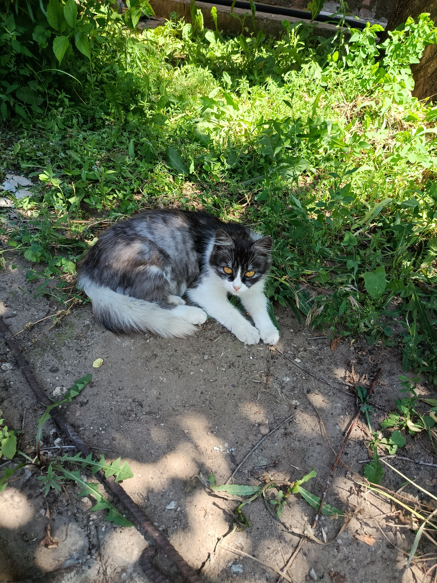 In Marx, Russia, a black and white cat with orange eyes is lying on the ground. The cat is partially in the shade of plants and partially in the sun. The ground is covered in dirt and some green plants are growing in it. There are also some pieces of metal on the ground. The cat is looking at the camera with its paws extended.