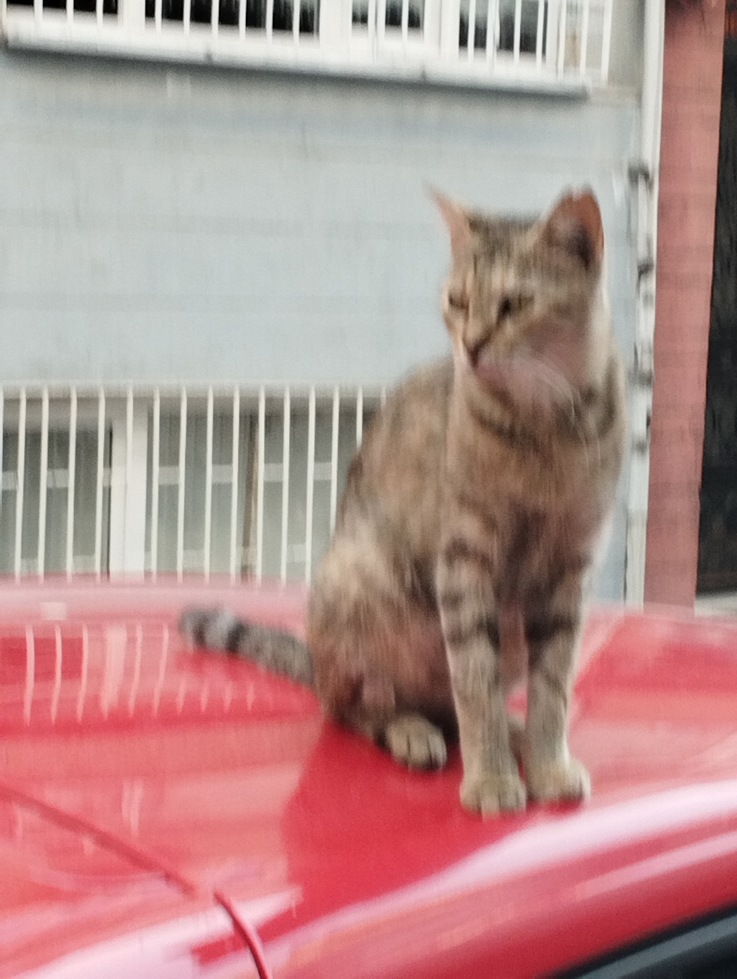 A tabby cat is sitting on the bright red hood of a car. The cat is facing to the right, and its body is mostly in focus. The background is blurry and shows a light-colored building with white window bars. The scene appears to be outdoors, possibly in a residential area of Istanbul, Turkey.