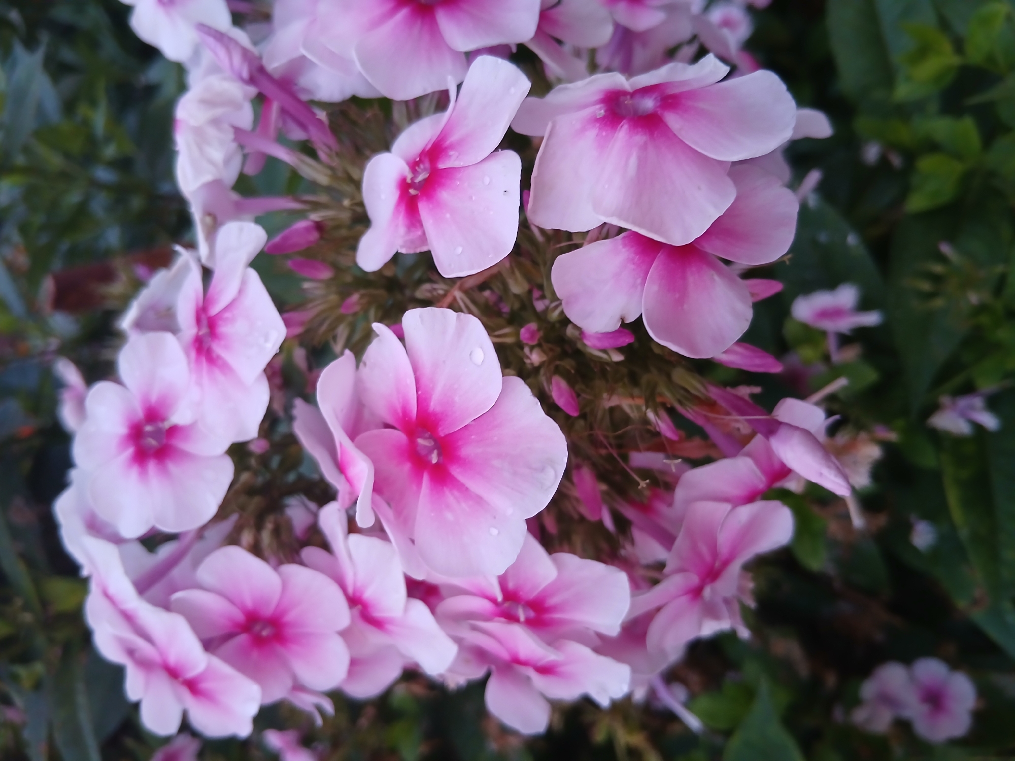 A close-up, overhead shot features a cluster of pink phlox flowers. The flowers have white petals with vibrant pink centers. Some petals display tiny water droplets. The background consists of dark green foliage. The flowers are blooming outdoors, possibly in a garden or park setting within Большая Уса, Russia.