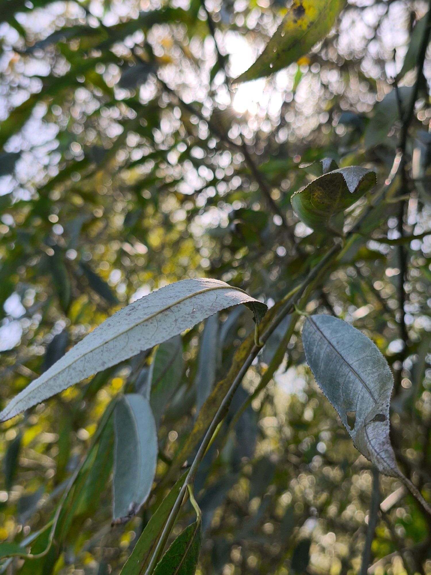 An outdoor, low-angle, medium shot captures a close-up of a branch of a tree with leaves against a blurred background of dappled sunlight filtering through more foliage. The primary focus is on two long, slender leaves on the branch. The leaf in the foreground, on the left, is a light, dusty green with a visible central vein and a slightly serrated edge. A second leaf, slightly behind and to the right, is a darker green with similar veining. The background is a bokeh of circular light patterns and out-of-focus green and yellow hues, suggesting a sunny day and a wooded or park-like setting. There are no people, animals, or man-made structures visible, and the image appears to be from the city of Mahilyow, Belarus.