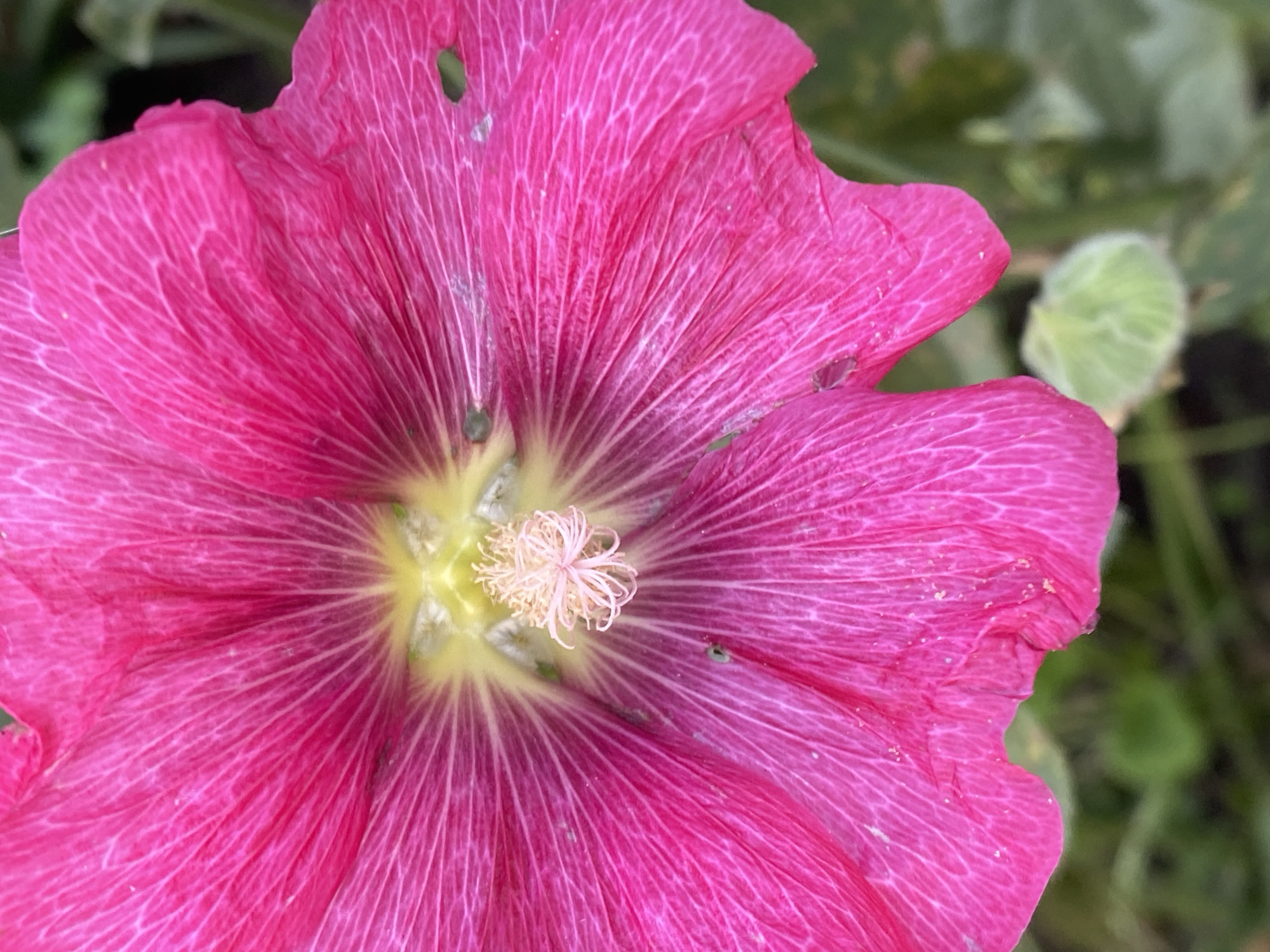 The image is a close-up, low-angle photograph of a vibrant pink hollyhock flower. The petals are a rich, deep pink with visible white veins radiating from the center. The stamens in the center of the flower are a pale yellow and have a delicate, feathery appearance. There are a few small, dark specks on the petals, possibly aphids or debris. The background is a blur of green foliage and out-of-focus leaves, suggesting an outdoor setting in a garden or park. The lighting is natural and appears to be daylight. There is no indication of any specific location within Novokuznetsk, Russia, as the image focuses solely on the flower and its immediate surroundings.