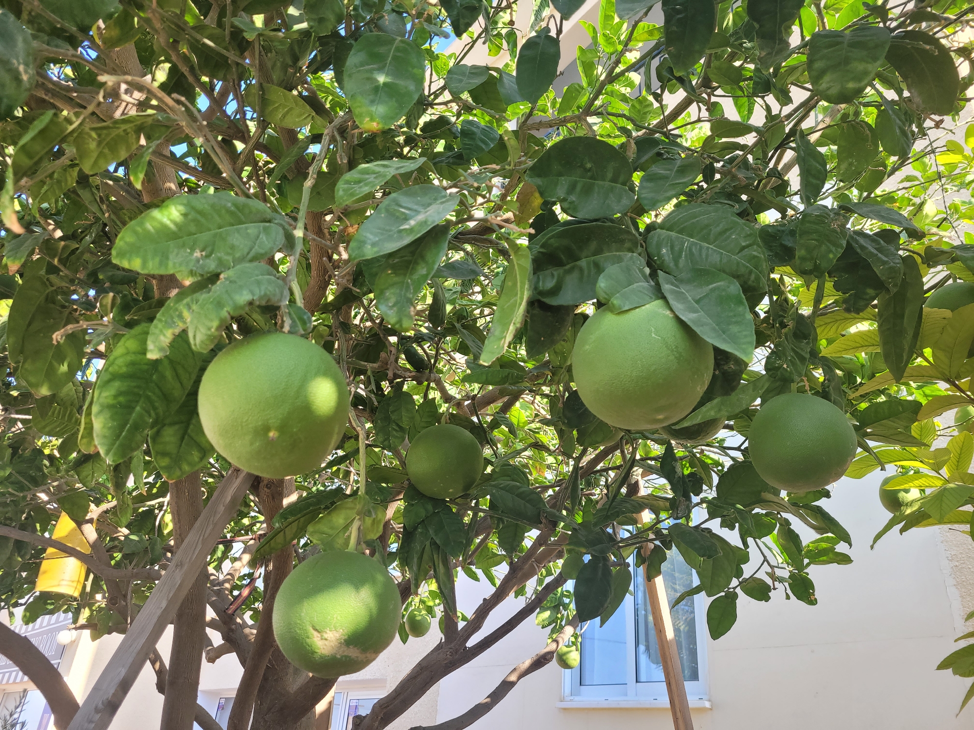 A close-up, slightly upward-angle shot captures a citrus tree bearing several large, green fruits, likely pomelos, in Episkopi, Cyprus. The fruits are round and have a textured rind, some showing slight discoloration. They hang from branches adorned with lush green leaves, some of which are casting shadows. Sunlight filters through the leaves, highlighting the fruits and branches. In the background, a pale, textured wall of a building is visible, along with a sliver of a blue sky and a window with a blue frame. A yellow object, possibly a sticky trap for insects, is also present on a branch. The scene appears to be outdoors, in a residential or garden setting, under bright daylight conditions. There are no people visible in the image.