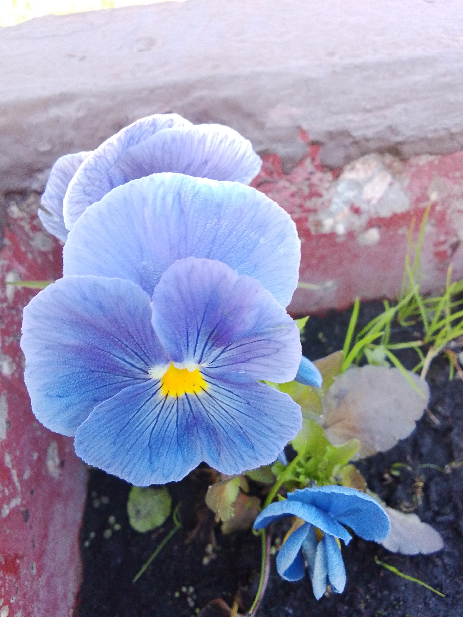 The image captures a close-up view of a vibrant light blue and purple pansy flower (Viola × wittrockiana) in full bloom, situated in a planter or raised garden bed within the city of Снопок Новый, Russia. The central flower features five distinct petals with darker purple venation radiating from a bright yellow center, gradually fading to a lighter blue-purple hue at the petal edges. Below and to the right of the main flower, two smaller, partially unfurled blue flowers are visible amidst dark, moist soil. Sparse green foliage, including slender blades of grass, emerges from the soil. The left and lower portions of the background reveal a textured, reddish-brown surface, consistent with painted concrete or brick, showing signs of wear and chipped paint. The upper right background displays a rough, light grey concrete or stone surface, while the upper left features a blurred, pale yellow or white area, suggesting a distant wall or bright surface. No human or animal subjects are present in the frame. The scene is illuminated by ambient natural light.