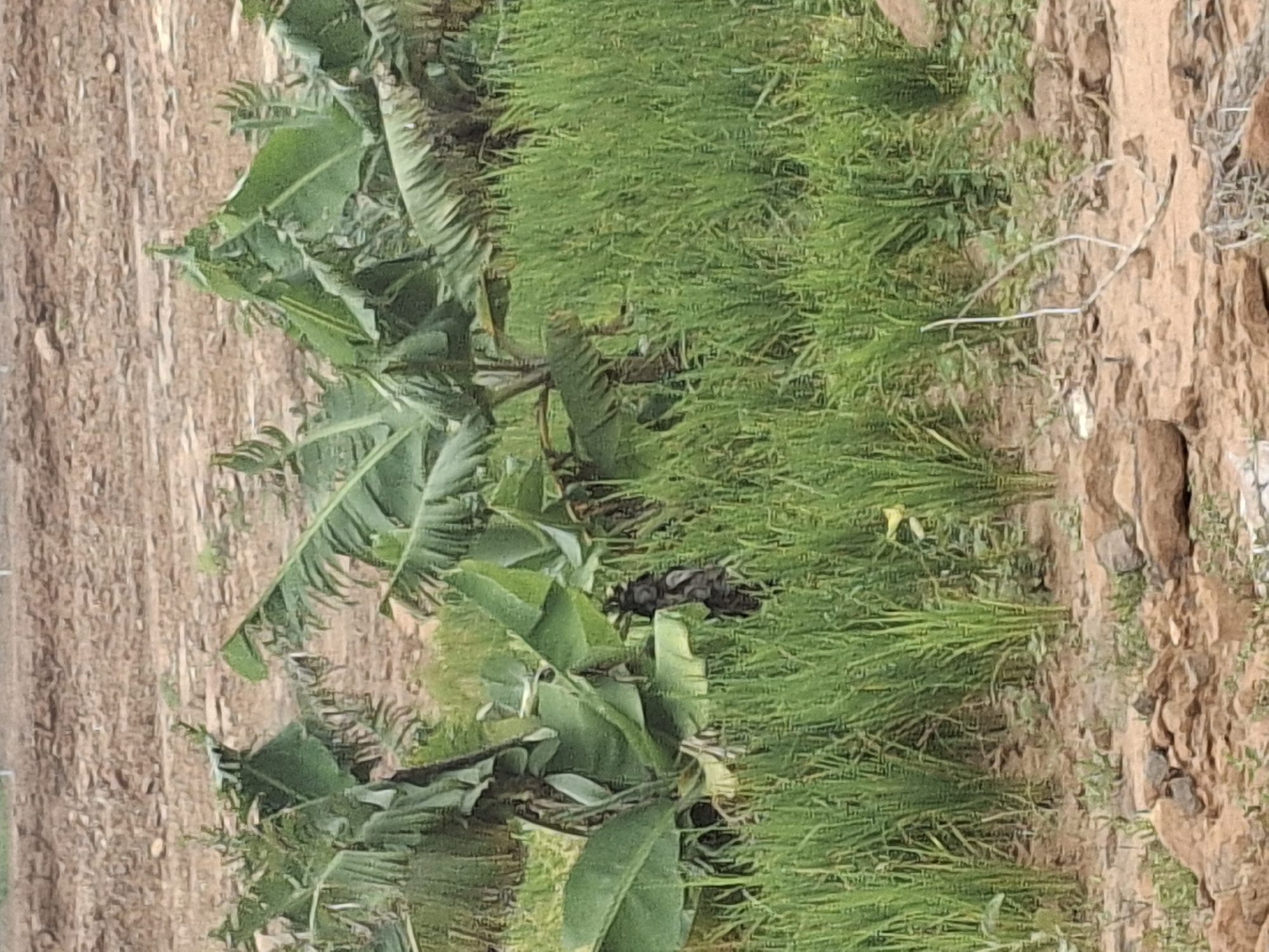 The image depicts a natural scene in Danaje, Nigeria, characterized by lush green vegetation and a barren, rocky terrain in the background. In the foreground, dense green grass and tall banana plants dominate the landscape, suggesting a humid and fertile environment. The banana plants, with their large, broad leaves, are indicative of tropical flora. The terrain gradually transitions to a dry, reddish-brown area with scattered rocks and a few sparse plants. In the middle ground, a tall, dark, and rough-textured object, possibly a tree trunk or a discarded piece of wood, is partially obscured by the banana leaves and grass. The overall impression is one of a rural setting with a clear contrast between cultivated or naturally abundant areas and undeveloped land. There are no visible signs of human activity or structures in the immediate vicinity.