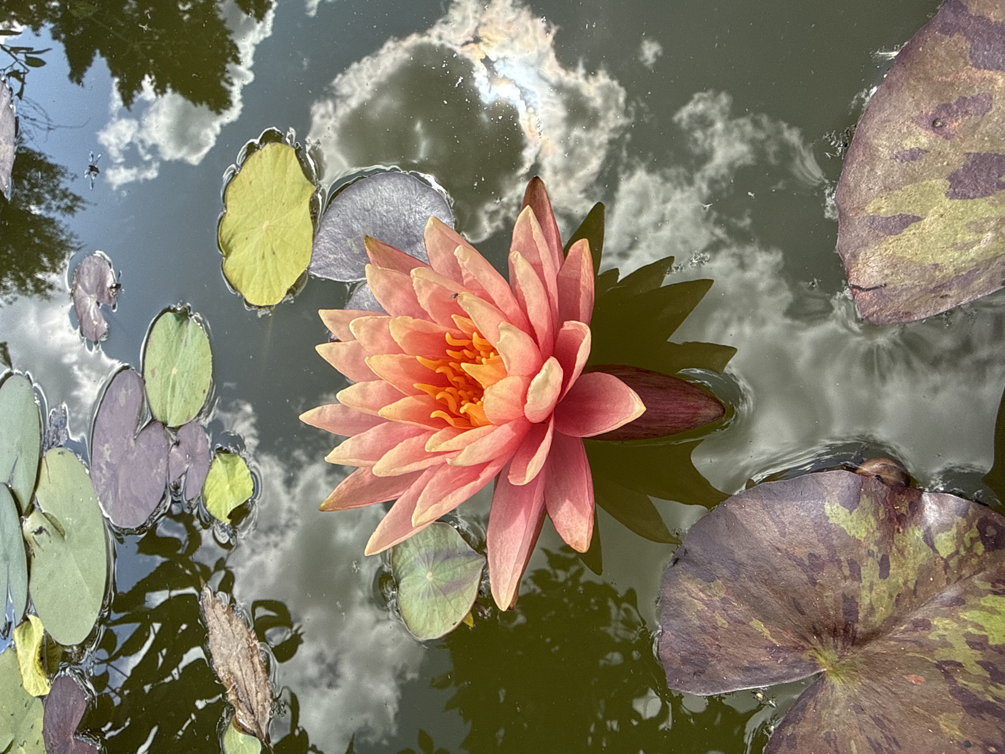 The image shows a close-up, overhead view of a single pink water lily floating in a pond. The water lily is in full bloom, with its petals unfurling to reveal a vibrant orange center. Several lily pads surround the flower, some a deep purplish-brown with green splotches, and others a lighter green or yellowish-green. The surface of the water reflects the sky and surrounding trees, creating a dappled effect of light and shadow. There are no people or animals visible in the image. The scene is still and peaceful, with the focus solely on the beauty of the water lily and its natural environment. The image does not provide any information about the location in the city of Lopino, Russia.