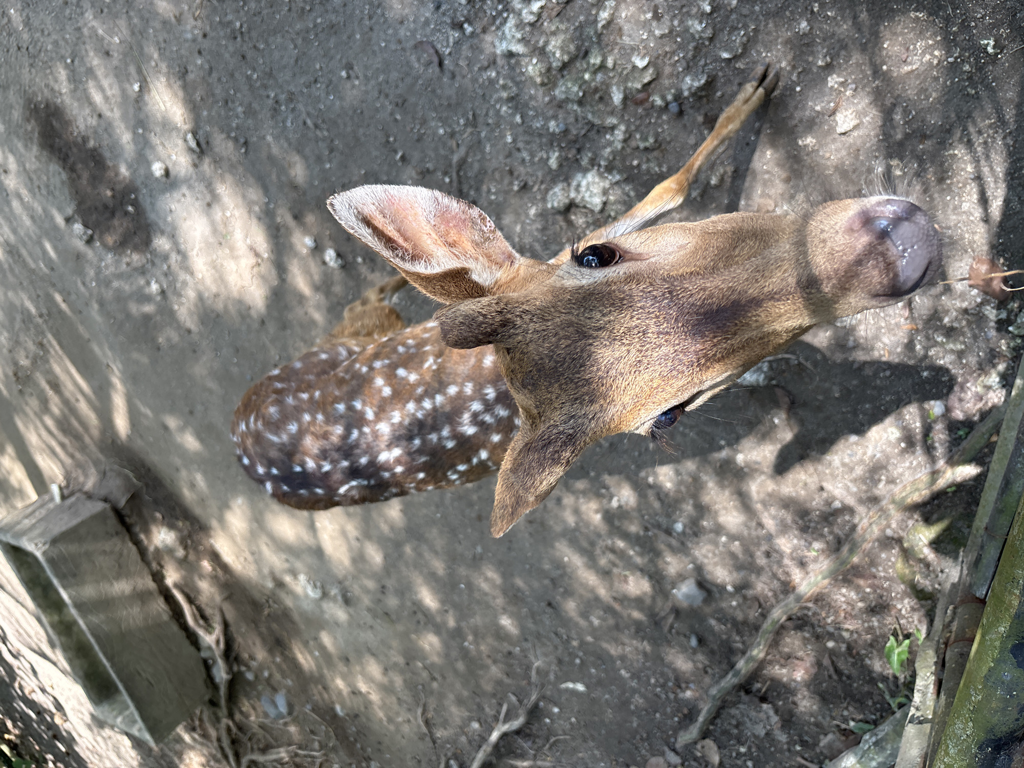 An overhead, slightly angled medium shot shows a dappled deer with white spots standing on a dirt ground in the city of Blahbatuh, Indonesia. The deer is facing the camera, with its head tilted down as if sniffing. The animal has large, dark eyes and prominent ears with lighter fur inside. Its back is covered in brown fur with scattered white spots. In the background, a rectangular concrete trough sits on the ground. Sunlight filters through unseen foliage, casting dappled shadows across the scene. The ground is uneven, with some loose rocks and debris.
