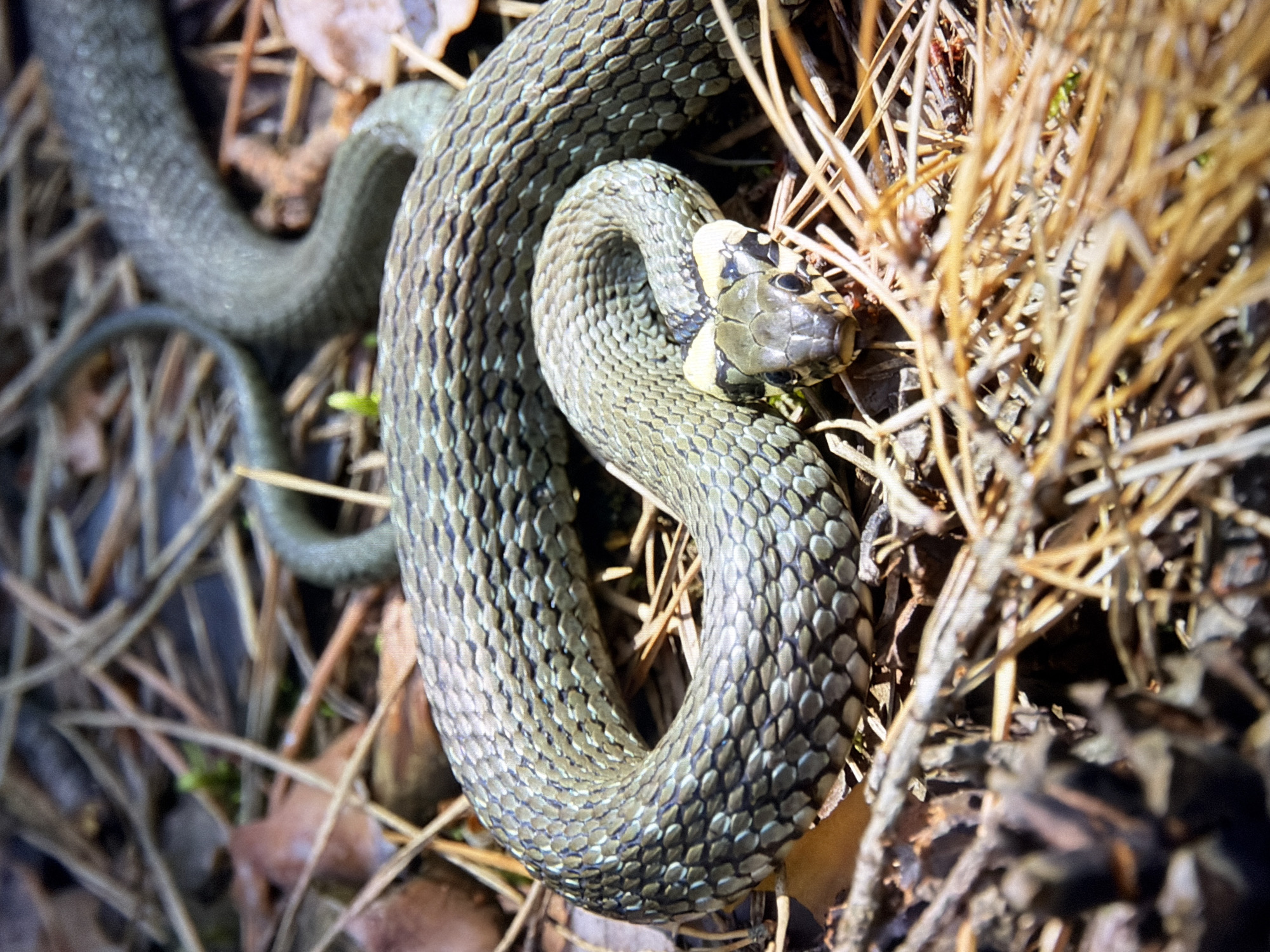 A grass snake is coiled on the forest floor, surrounded by dry pine needles and a few scattered brown leaves. The snake's scales are a mix of gray and green, with lighter markings on its underside. Its head is slightly raised, and its eyes are dark and beady. The background is a blur of brown and green, suggesting a natural, wooded environment. This image does not depict any specific location in Kyiv, Ukraine, nor does it contain any people or human-made objects.