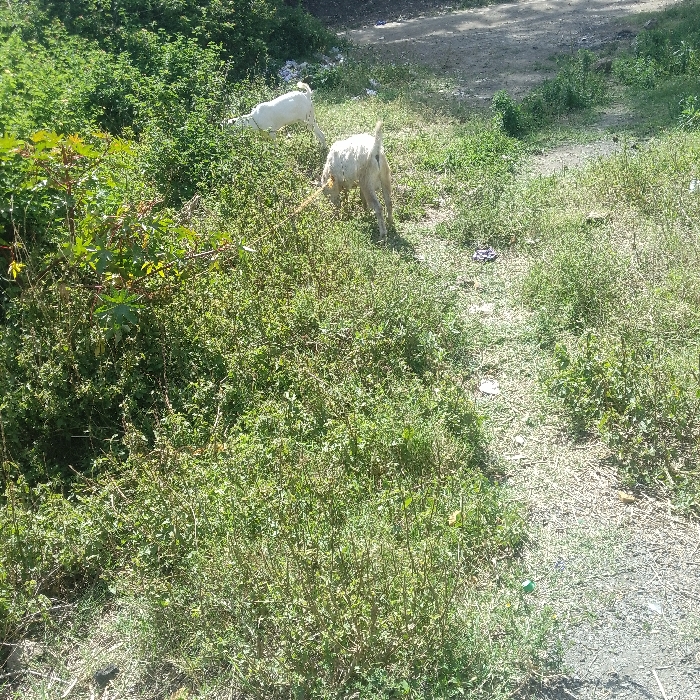 The image depicts an outdoor scene in Nkaimurunya ward, Kenya, under bright daylight. Two goats are the primary subjects, foraging amidst dense green vegetation.
In the upper left portion of the frame, a predominantly white goat is partially obscured by bushes, appearing to stretch its neck towards the foliage. A second goat, lighter in color with possibly some tan or dirt marks, is positioned centrally with its head lowered, actively grazing on the ground-level plants.
The terrain consists of overgrown green bushes and tall grass that cover much of the scene, suggesting a natural, uncultivated, or undeveloped area. A dusty, light brown path or dirt road runs through the upper right and central parts of the image, separating areas of denser greenery. Scattered small pieces of light-colored debris are faintly visible along the path.
The bright sunlight indicates it is daytime, casting clear illumination across the scene. No human subjects or visible text are present. The overall atmosphere is tranquil, showing animals engaged in natural behavior within their environment.