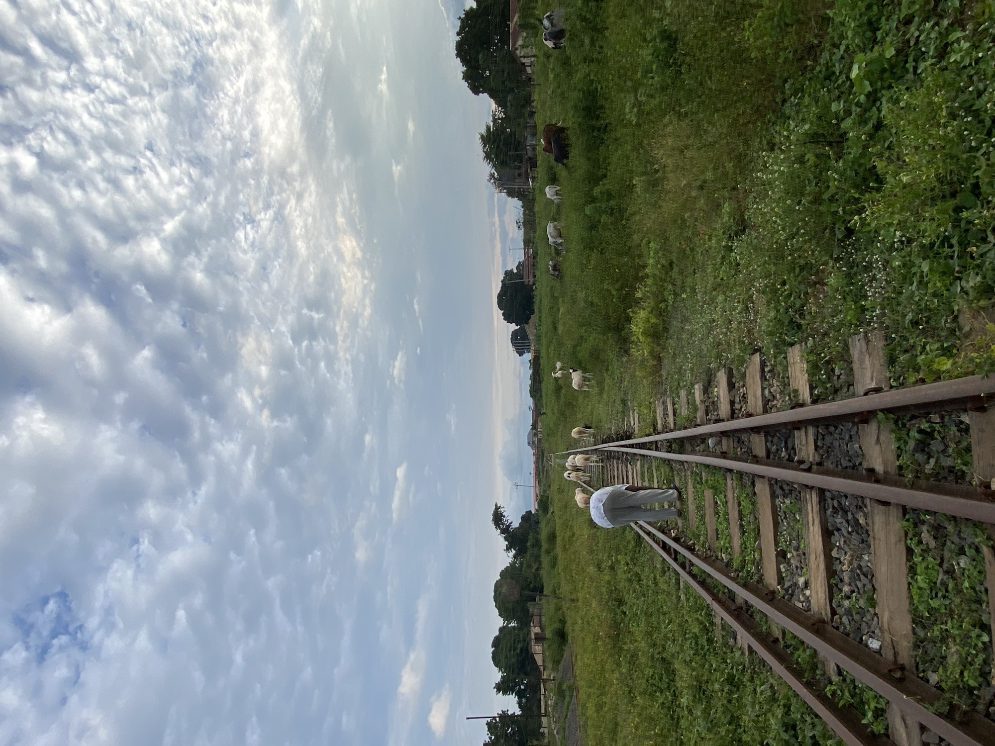 In Maigizo, Nigeria, an individual wearing a white shirt and grey pants walks along abandoned railroad tracks, guiding a herd of white sheep. The tracks stretch into the distance, flanked by lush green fields and scattered trees. In the background, several cattle graze in a pasture, and a few buildings are visible. The sky above is filled with dramatic, cloudy patterns.