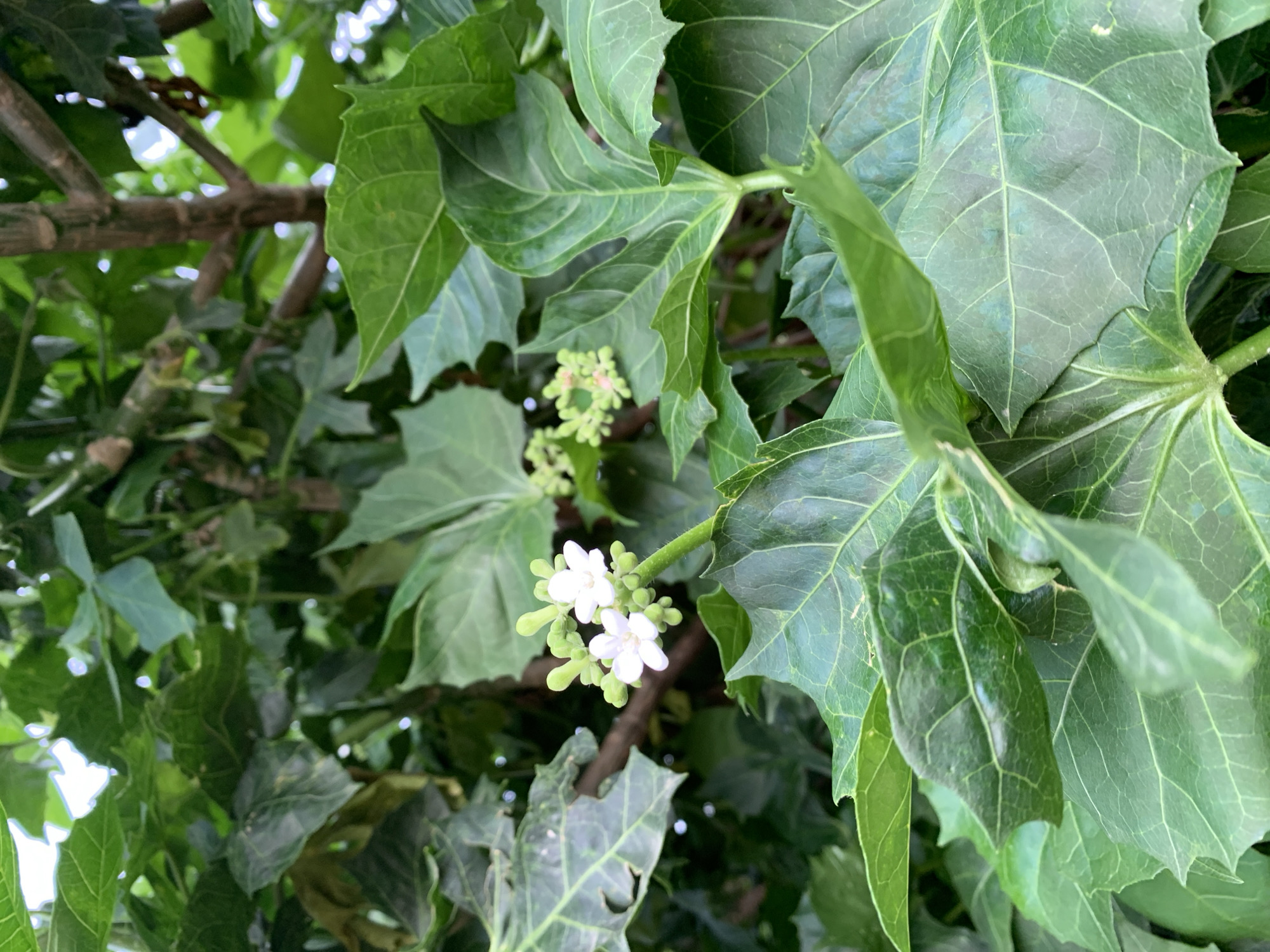 The image displays a close-up view of a plant with large, green, lobed leaves and a cluster of small white flowers. The flowers have delicate petals and are surrounded by green buds. The leaves have prominent veins and somewhat serrated edges. In the background, branches of the plant are visible, along with glimpses of other foliage. The lighting suggests it is daytime, with some natural light filtering through the leaves. The overall scene is of a lush, green plant, likely outdoors in a natural setting. There is no visible text in the image. The location context provided is Kuru Karama, Nigeria.