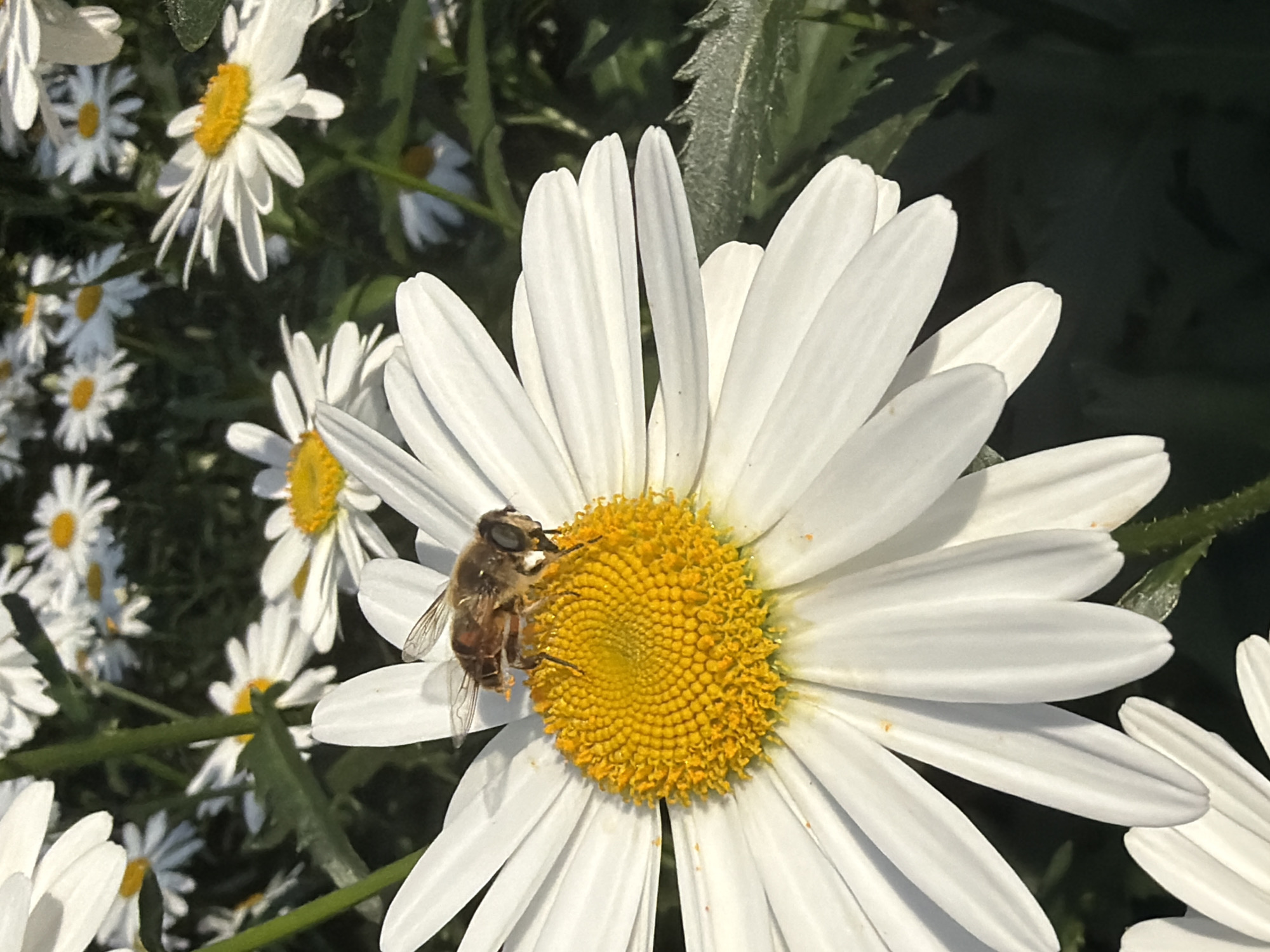 A close-up, eye-level shot captures a bee on a white daisy with a yellow center. The bee, with its brown and black stripes and translucent wings, is positioned on the yellow disc florets. The daisy's white ray florets are prominent in the foreground, with some showing slight wilting. The background consists of a dark, blurred foliage of more daisies and green leaves, suggesting a garden setting. The lighting indicates it is daytime, with sunlight illuminating the bee and the central part of the daisy. The scene is likely outdoors, possibly in a park or garden in Sochi, Russia, given the presence of daisies and the general natural environment. No humans are visible in the image.